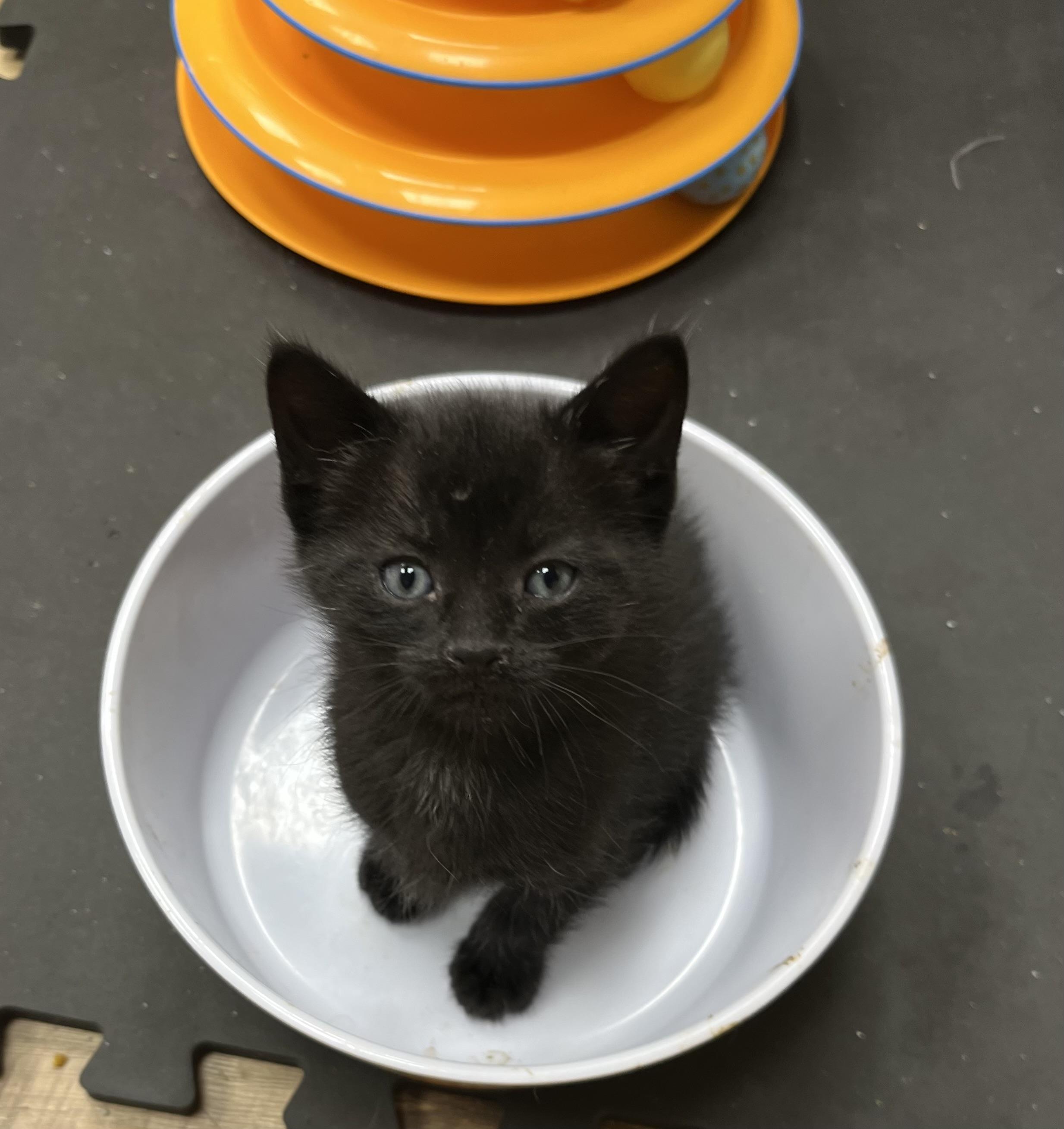 Enlarge Gemini, a Adopted Domestic Short Hair in Brighton, MI image 2/5