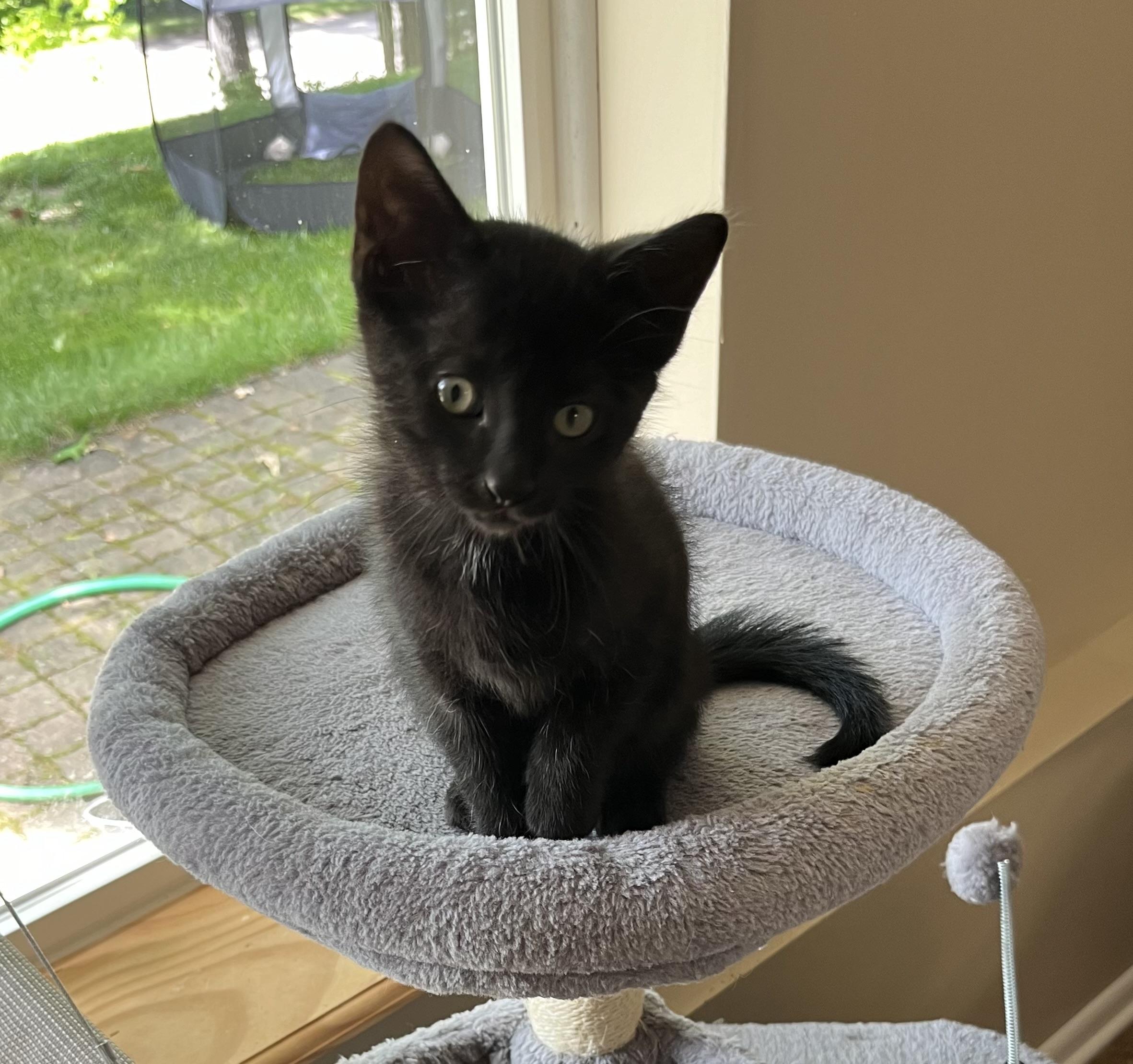 Enlarge Gemini, a Adopted Domestic Short Hair in Brighton, MI image 3/5