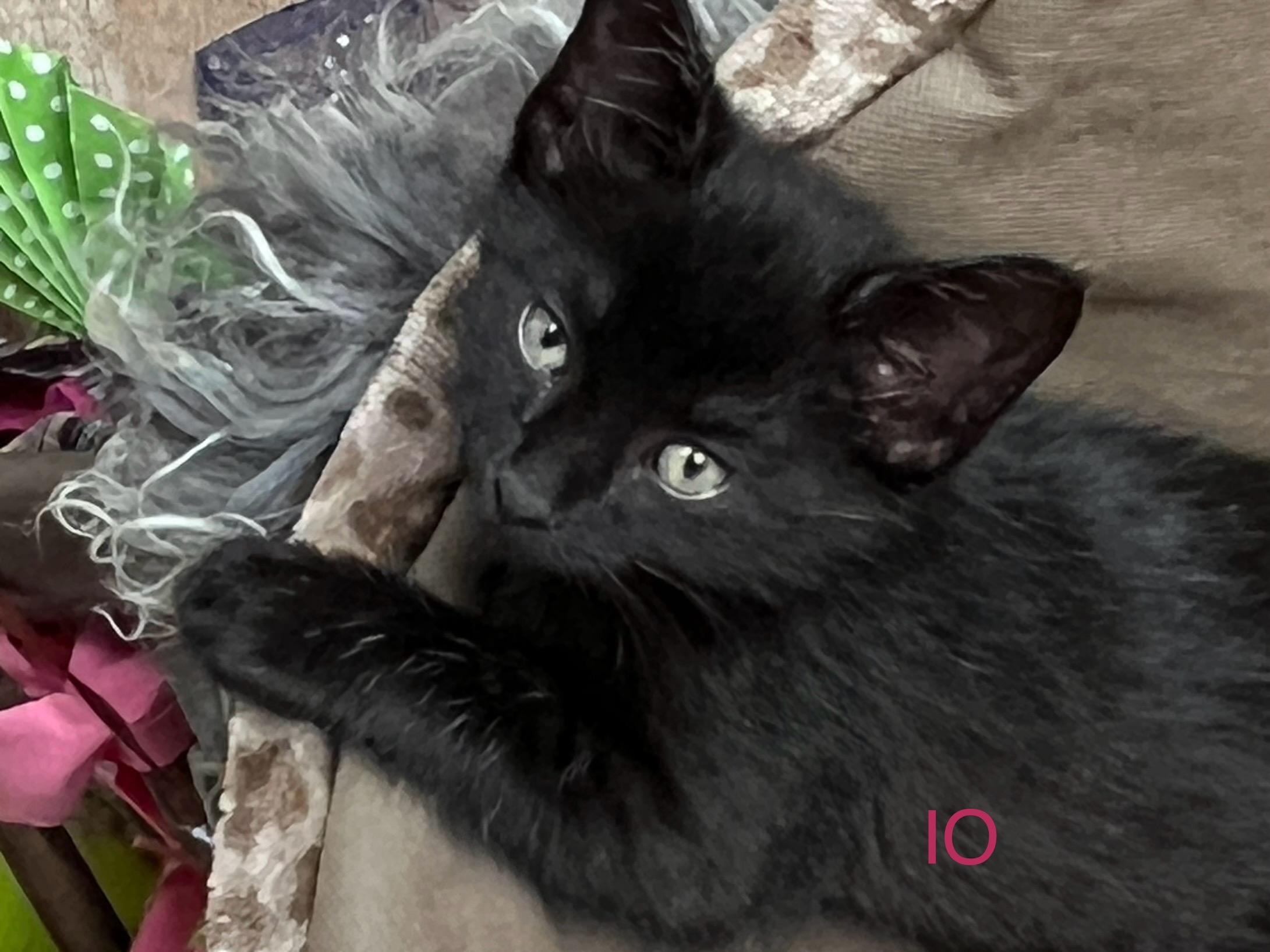 Enlarge Gemini, a Adopted Domestic Short Hair in Brighton, MI image 4/5