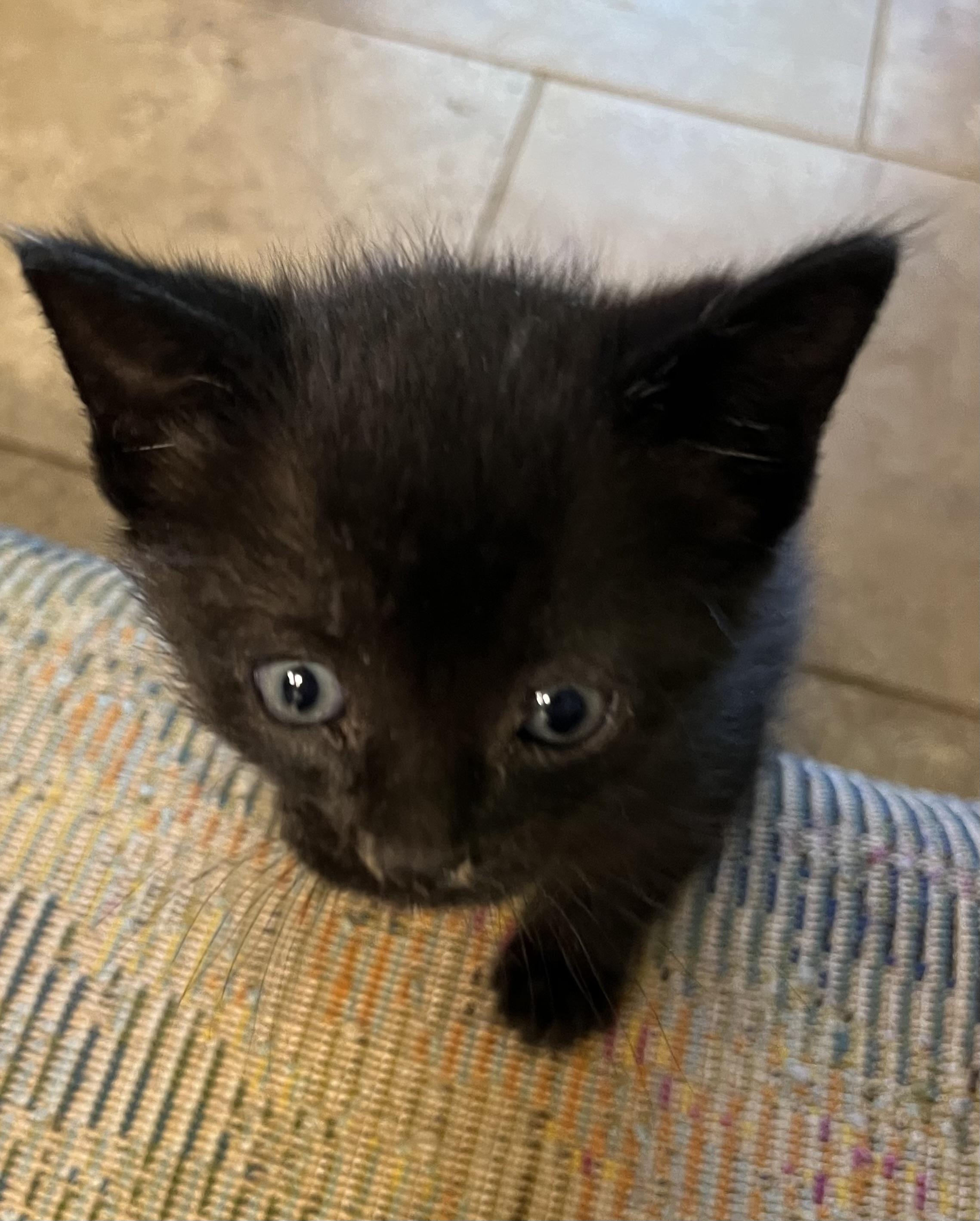 Gemini, Adopted, Adult Male Domestic Short Hair.