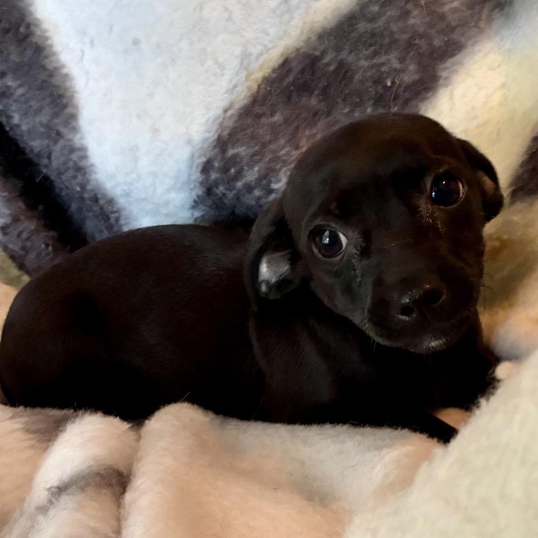 Lenora, adopted, Puppy Female Chihuahua & Dachshund.