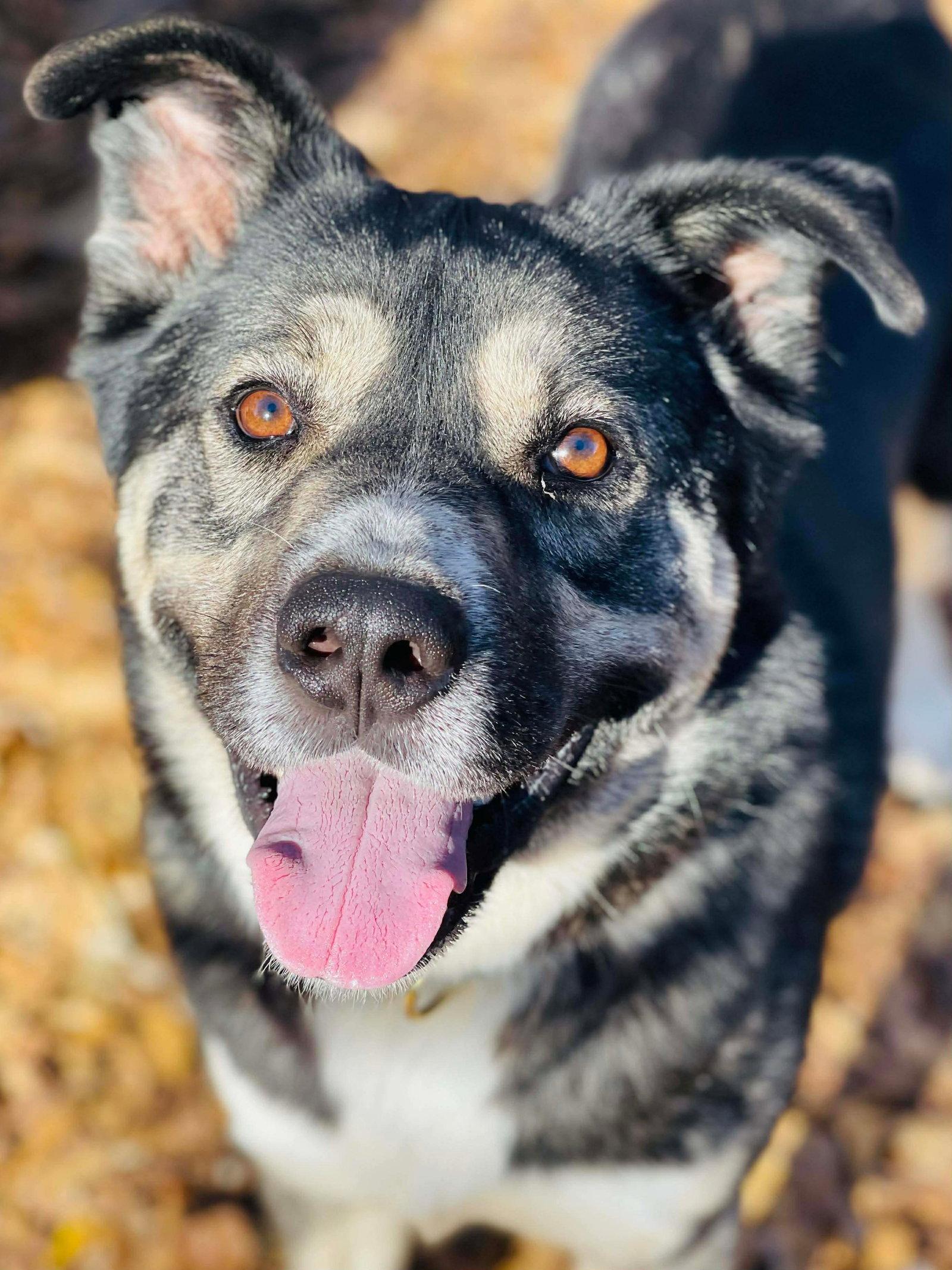 Enlarge COURTESY POST..Snook, a Adoptable mixed breed in Social Circle, GA image 1/3