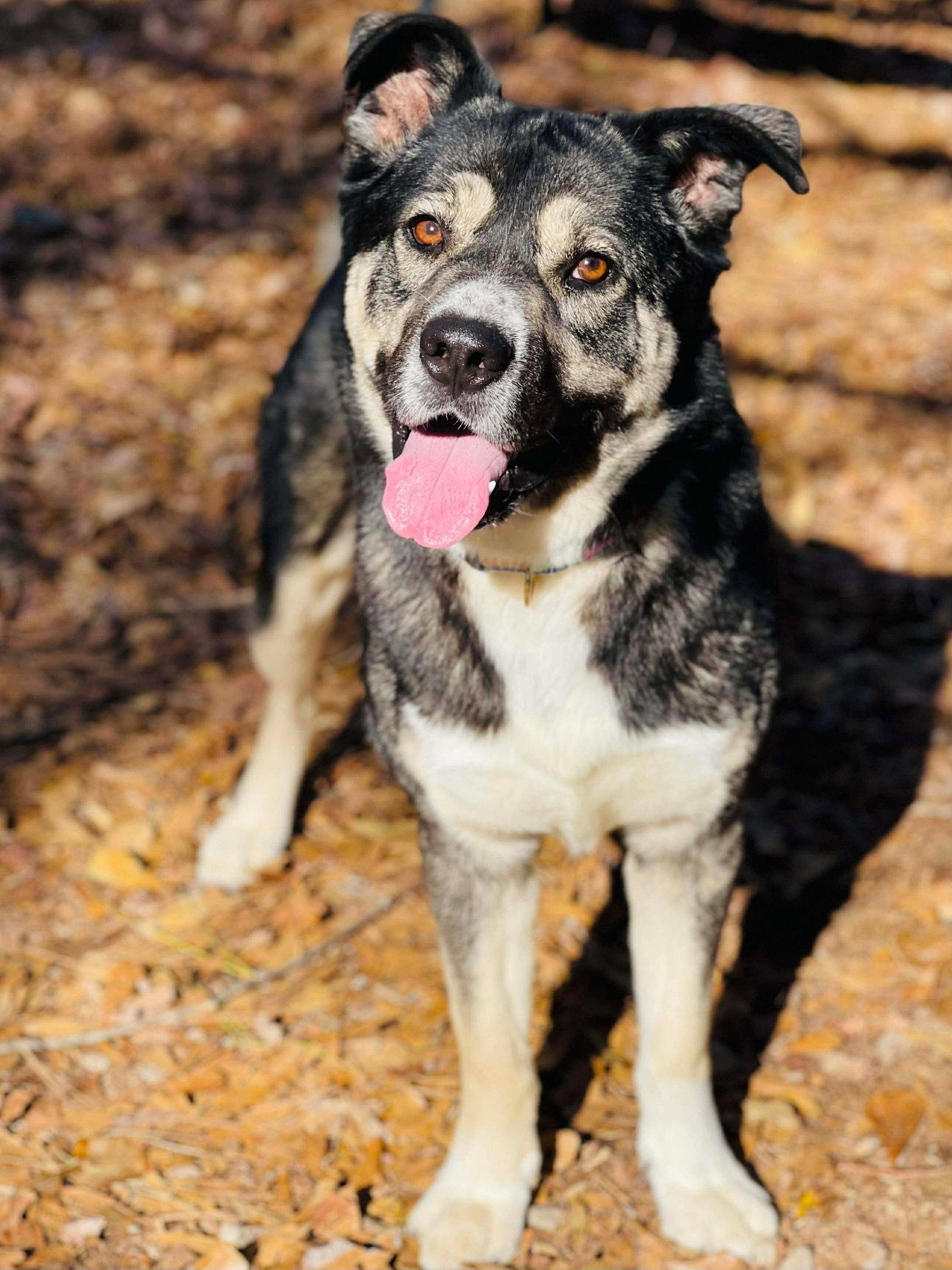 Enlarge COURTESY POST..Snook, a Adoptable mixed breed in Social Circle, GA image 2/3