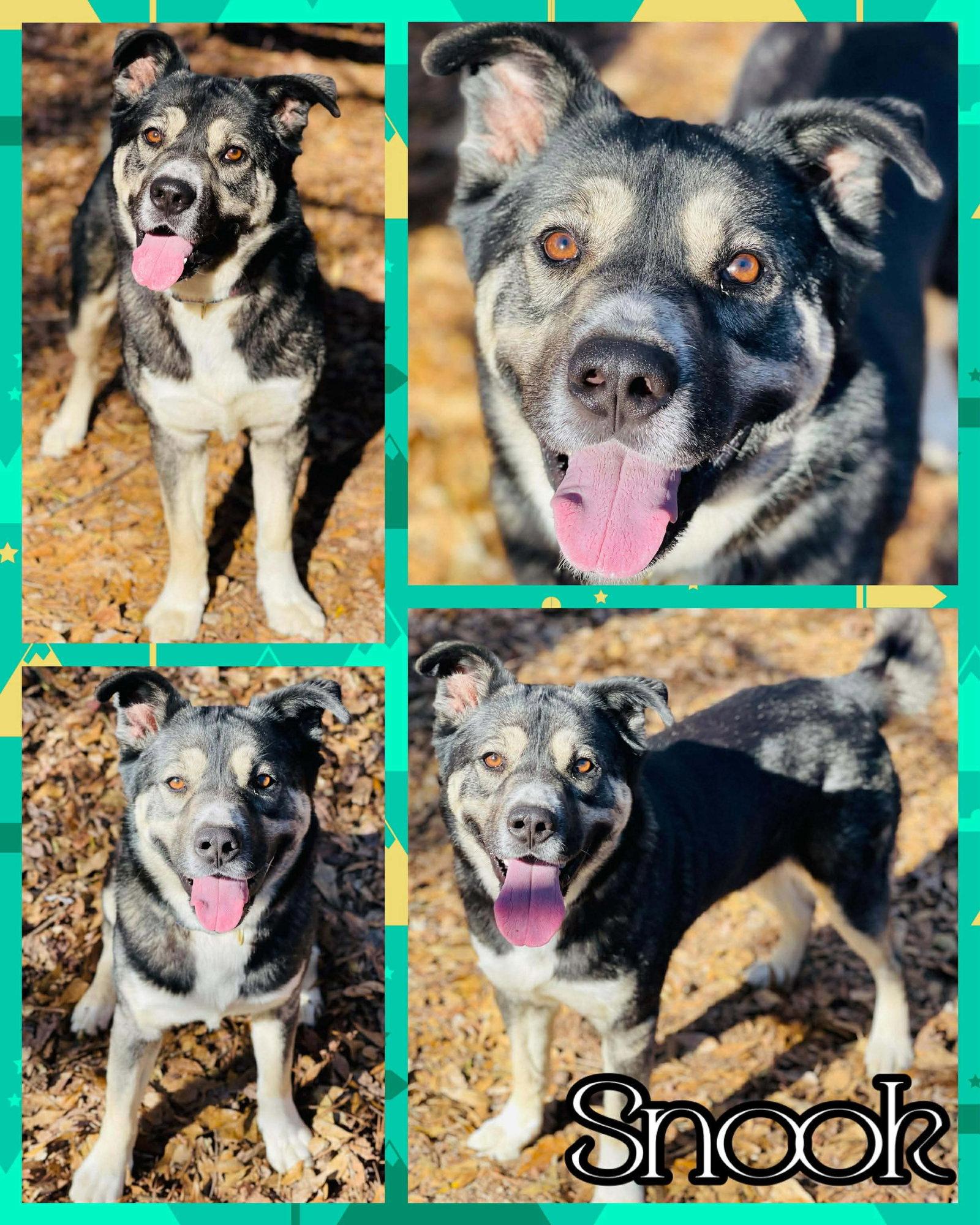 Enlarge COURTESY POST..Snook, a Adoptable mixed breed in Social Circle, GA image 3/3