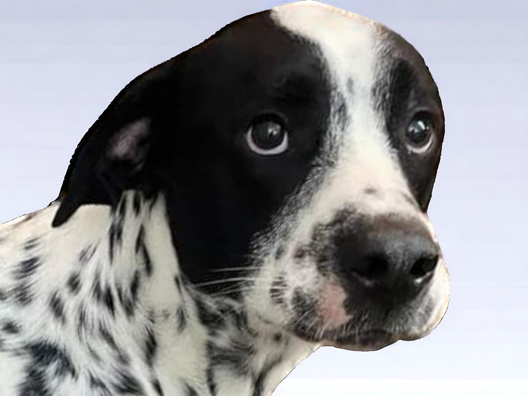 Enlarge Max, a Adopted mixed breed in Ravenna, KY image 1/5
