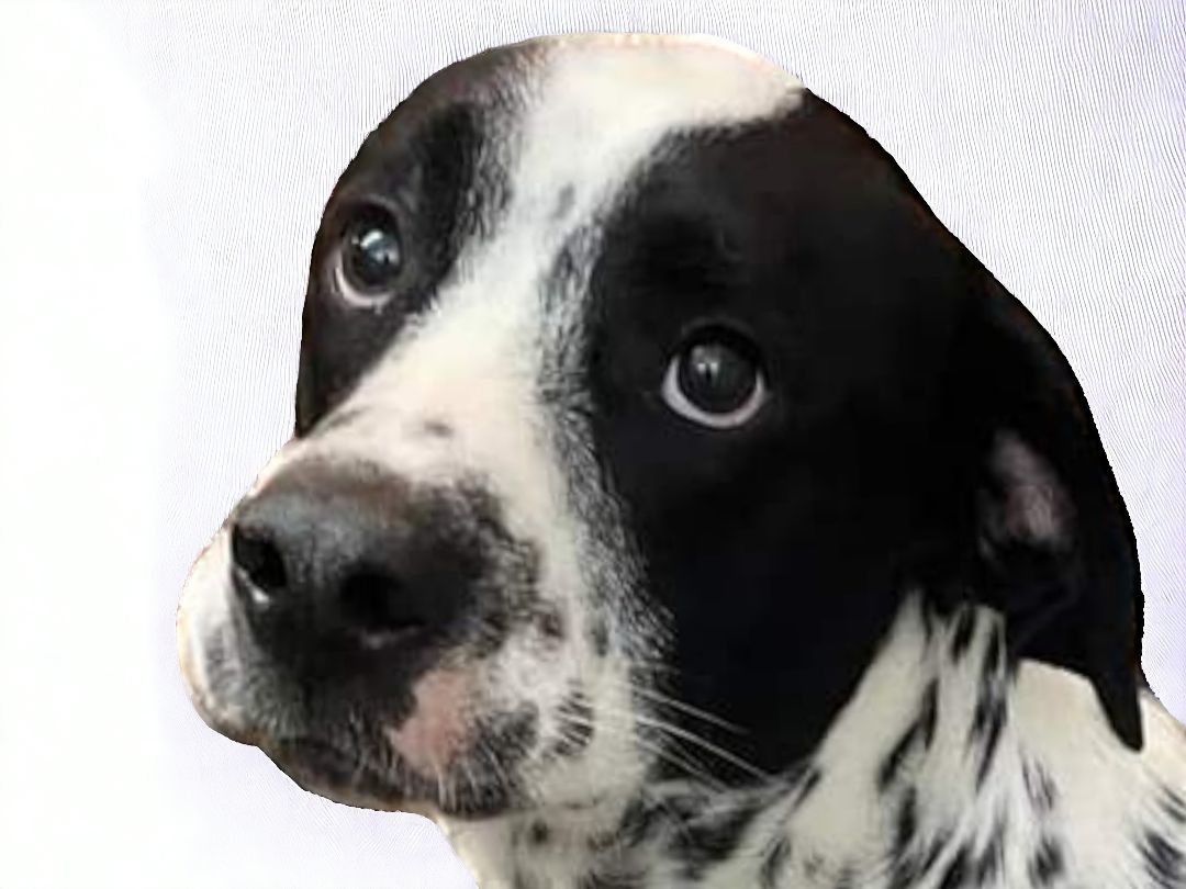 Enlarge Max, a Adopted mixed breed in Ravenna, KY image 2/5