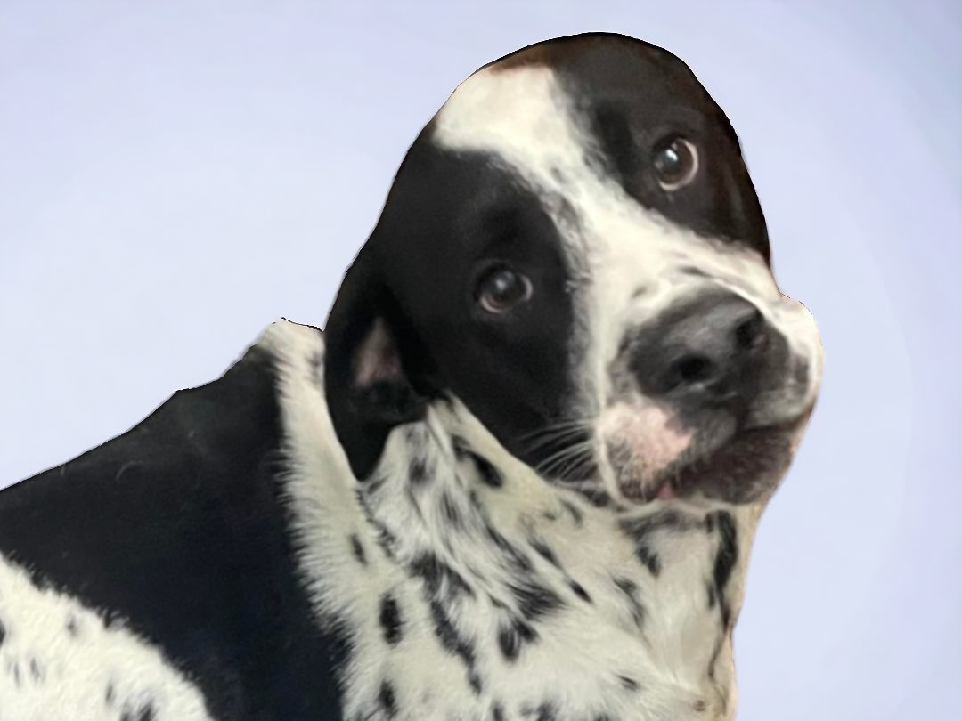 Enlarge Max, a Adopted mixed breed in Ravenna, KY image 3/5