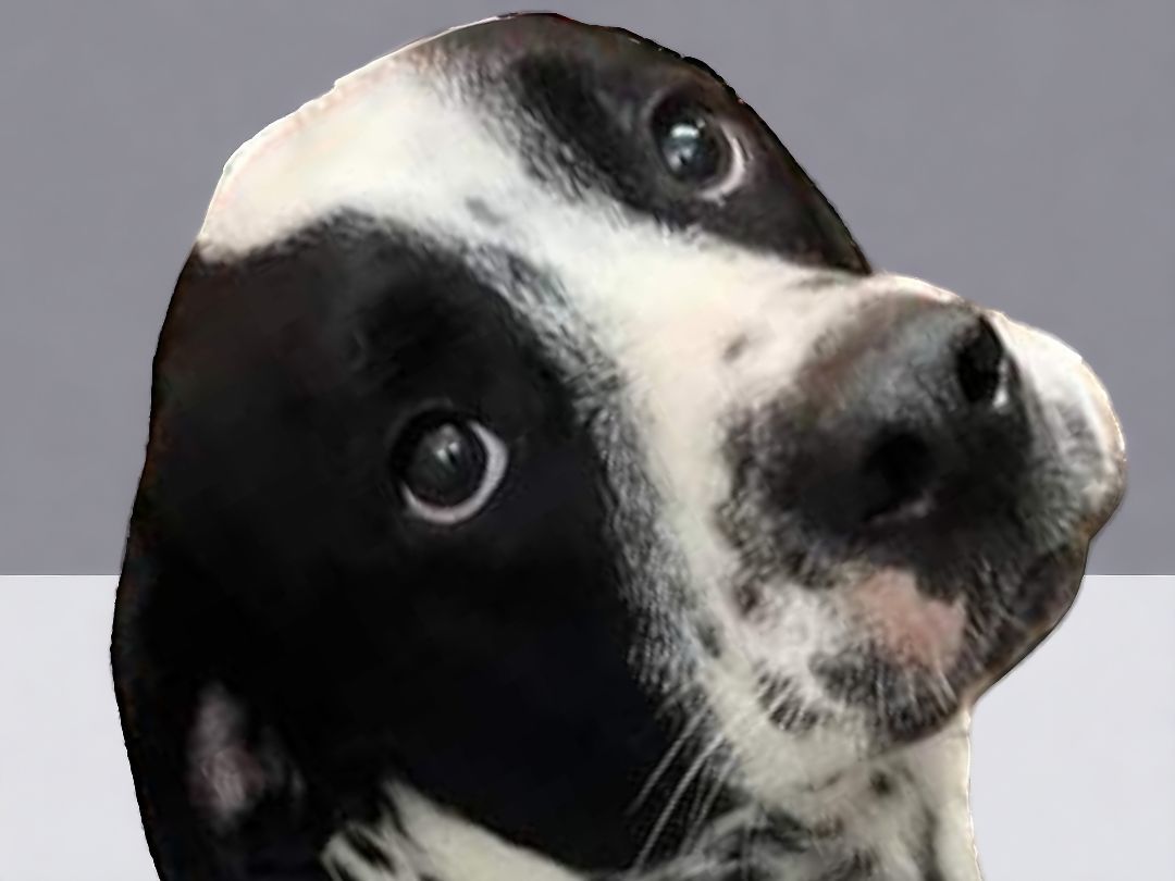 Enlarge Max, a Adopted mixed breed in Ravenna, KY image 4/5