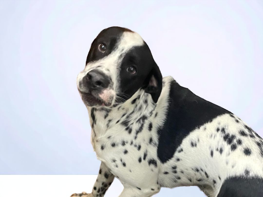 Enlarge Max, a Adopted mixed breed in Ravenna, KY image 5/5