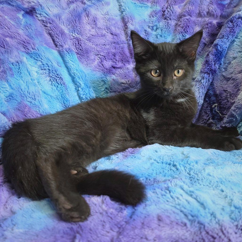 Fry, Adoptable, Kitten Male American Shorthair.
