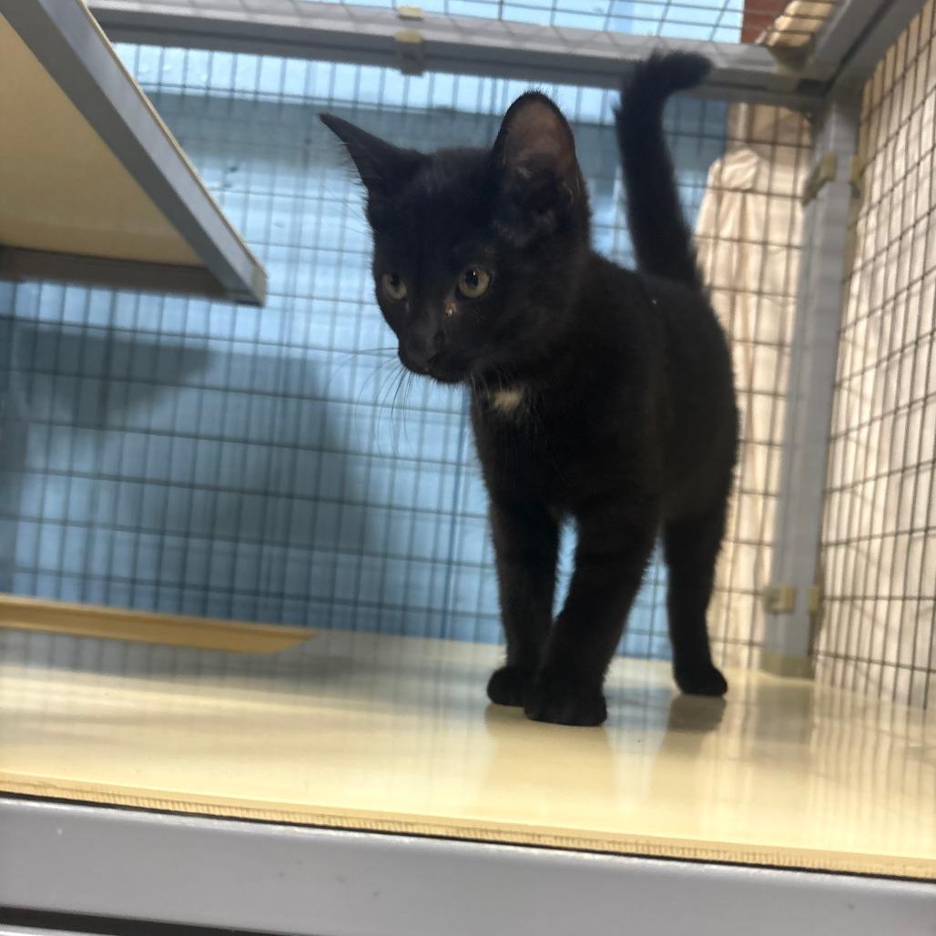 Enlarge Fry, a Adoptable American Shorthair in Tipton, IA image 2/2