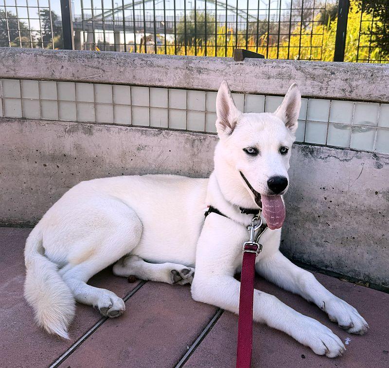 Angela, Adoptable, Puppy Female Siberian Husky.