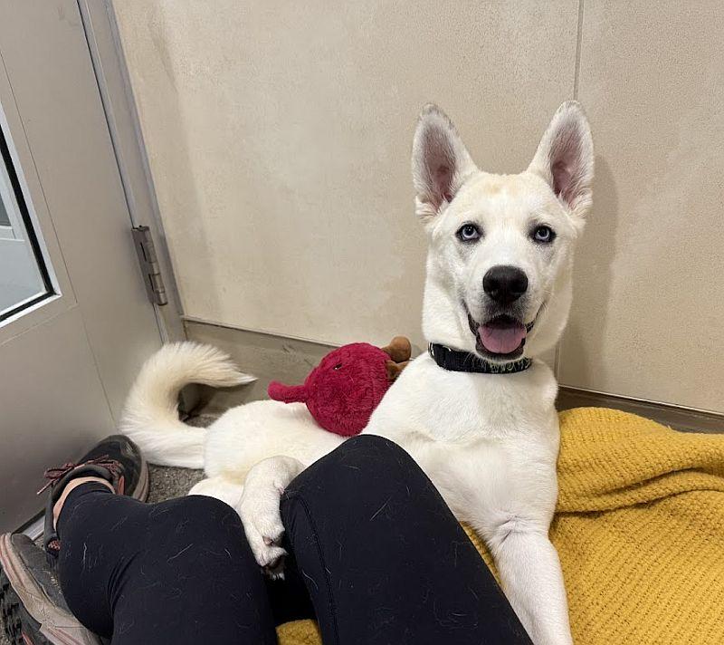 Angela, Adoptable, Puppy Female Siberian Husky.