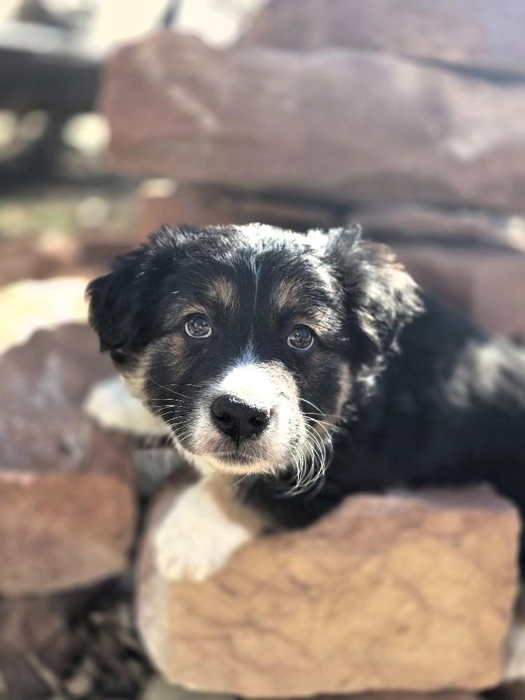 Enlarge ZigZag, an adopted Corgi in Salt Lake City, UT image 2/4