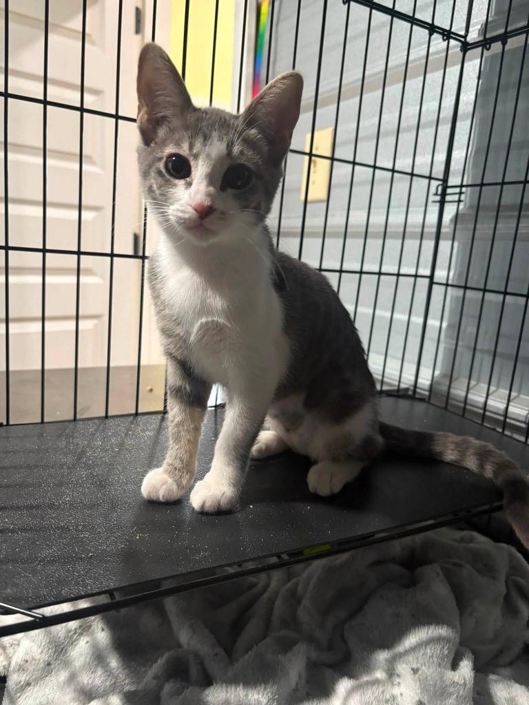 Enlarge Captain Marvel, a Adoptable mixed breed in Russellville, KY image 1/1
