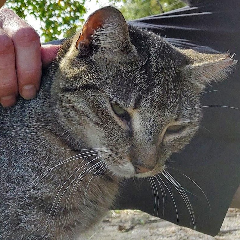 Enlarge ~ Courtesy ~ Tabitha, a Adoptable Domestic Short Hair in Mobile, AL image 1/2