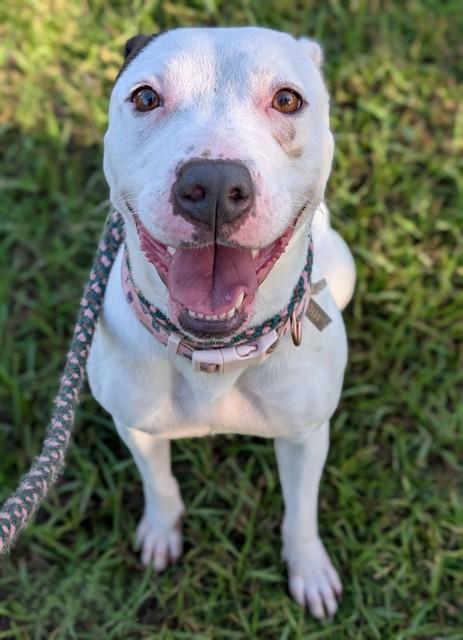 LOLA, Adoptable, Adult Female Mixed Breed.