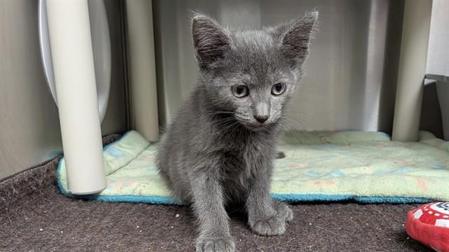 Enlarge MOCHA, a Adoptable Domestic Short Hair in Ames, IA image 1/1