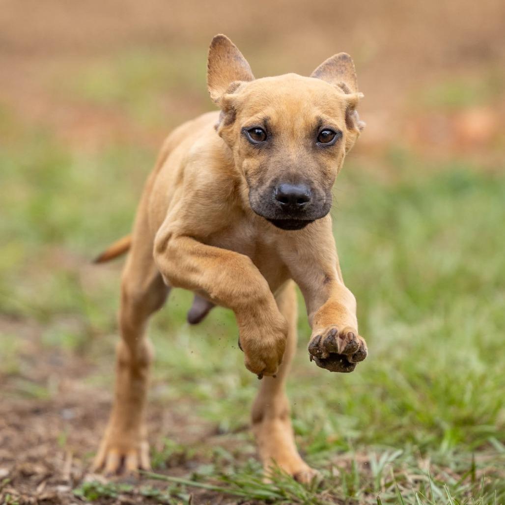 Barney, Adoptable, Puppy Male Mixed Breed.