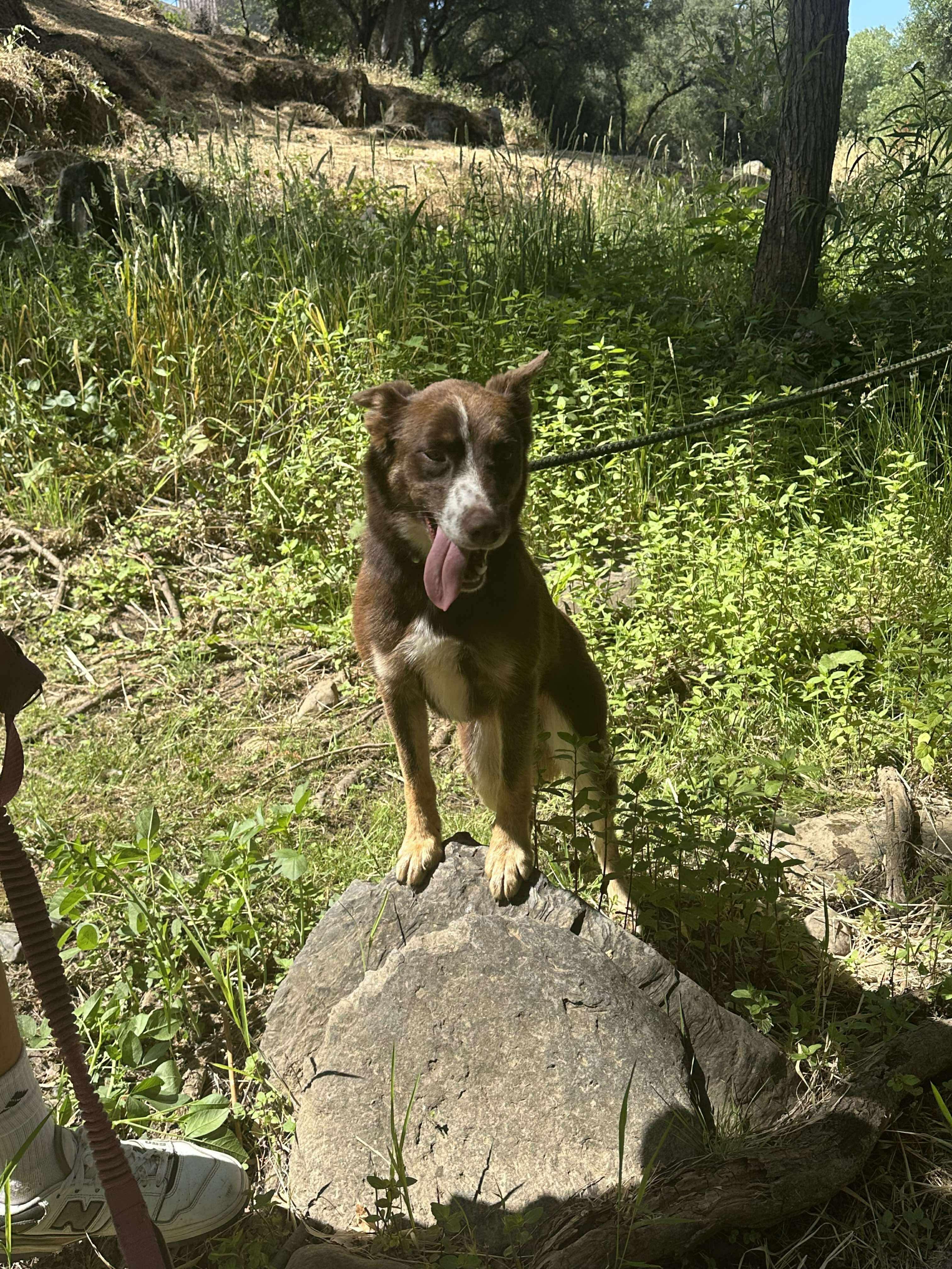 Suzi