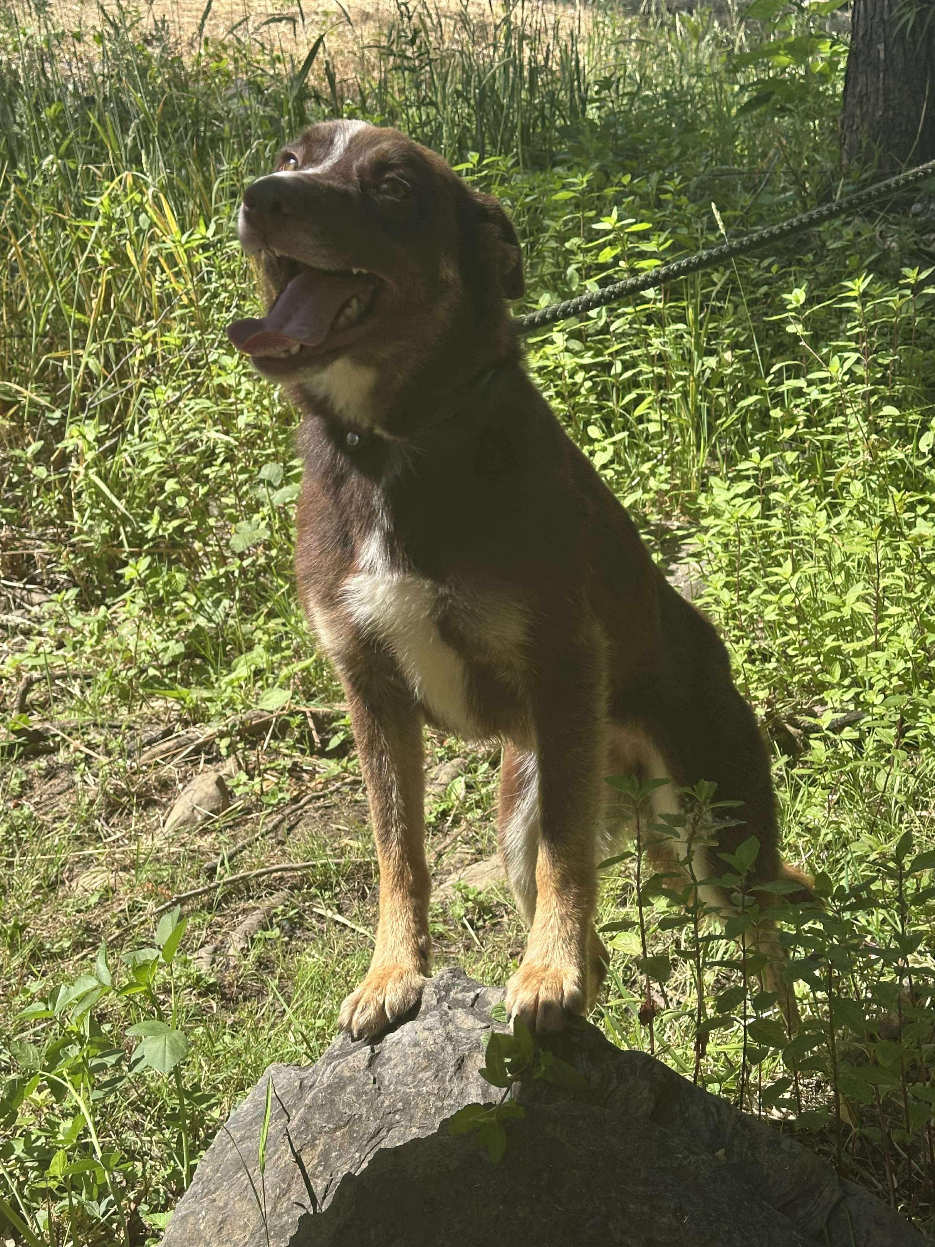 Suzi