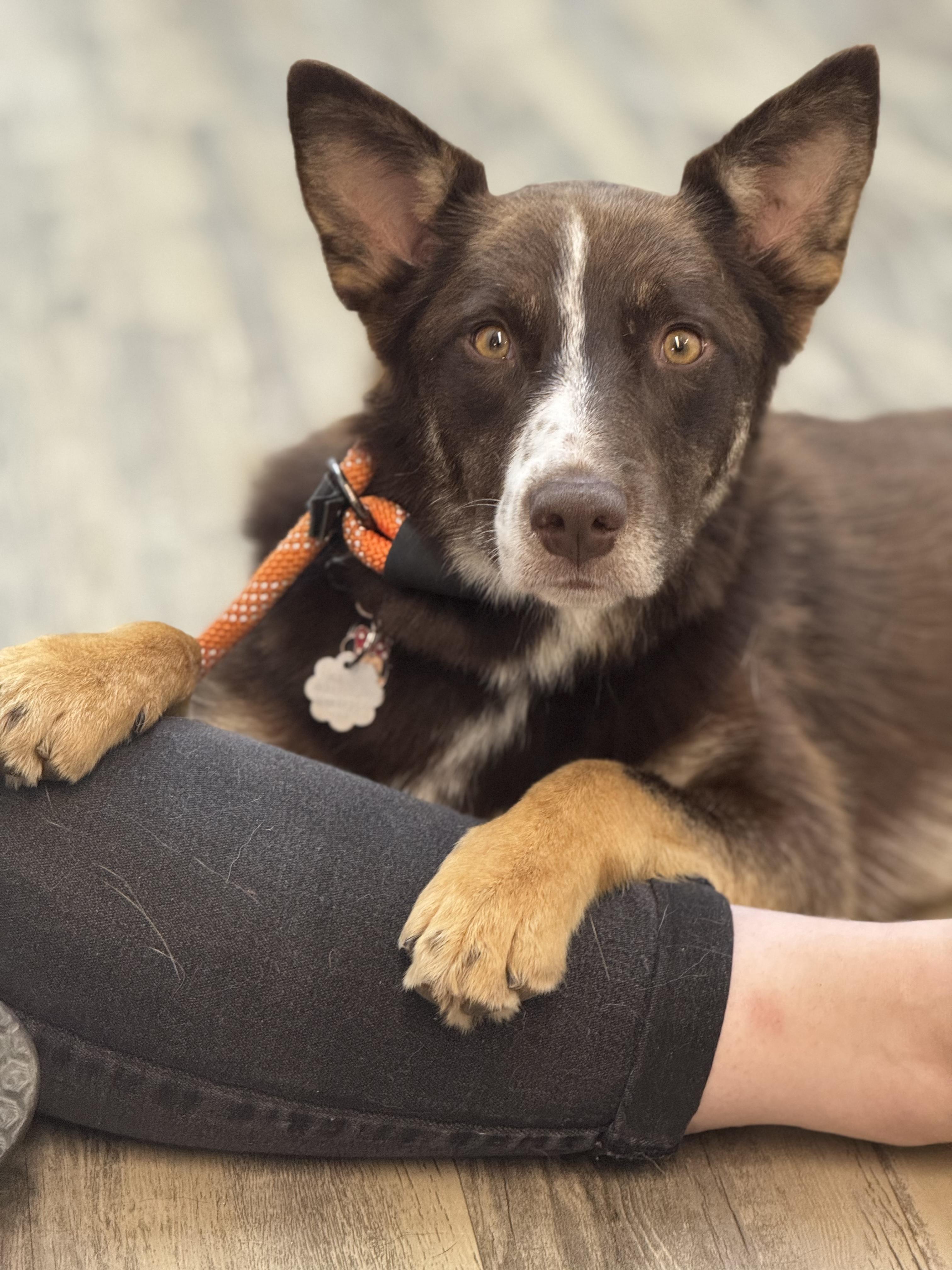 Suzi