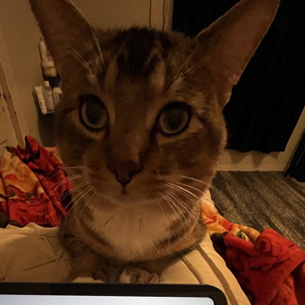 Malik — thumbnail 2