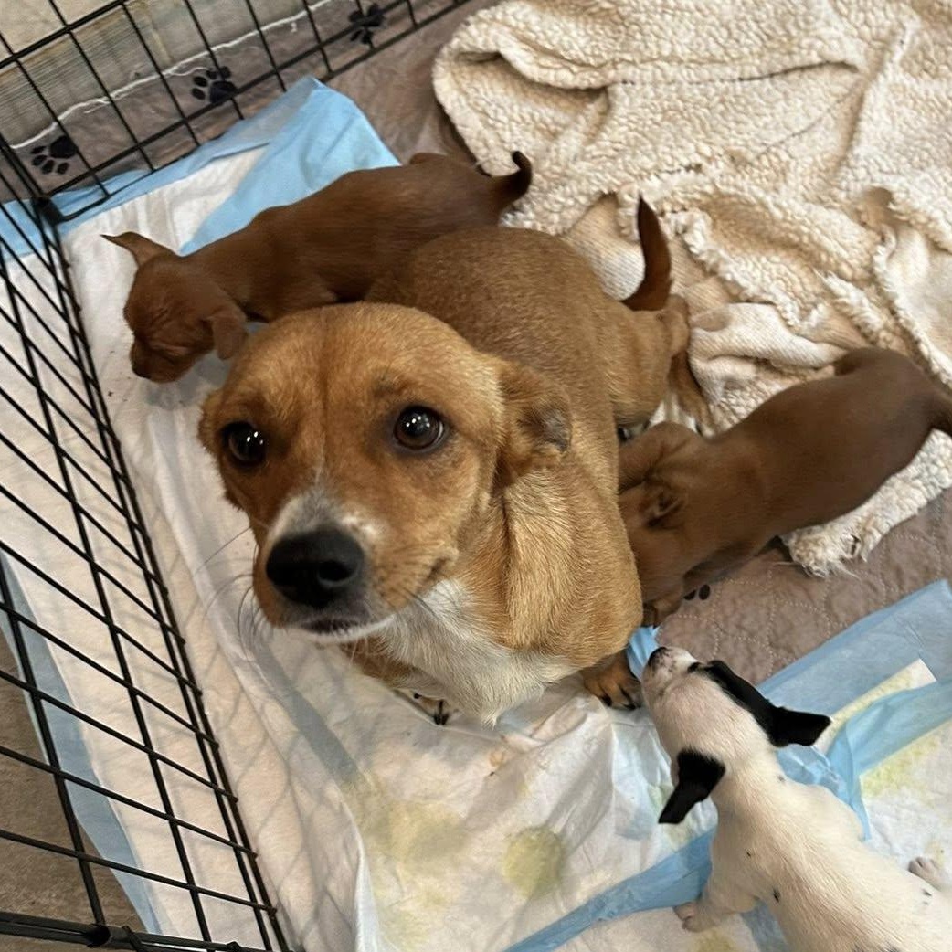 Dyna, ADOPTABLE, Adult Female Chiweenie.