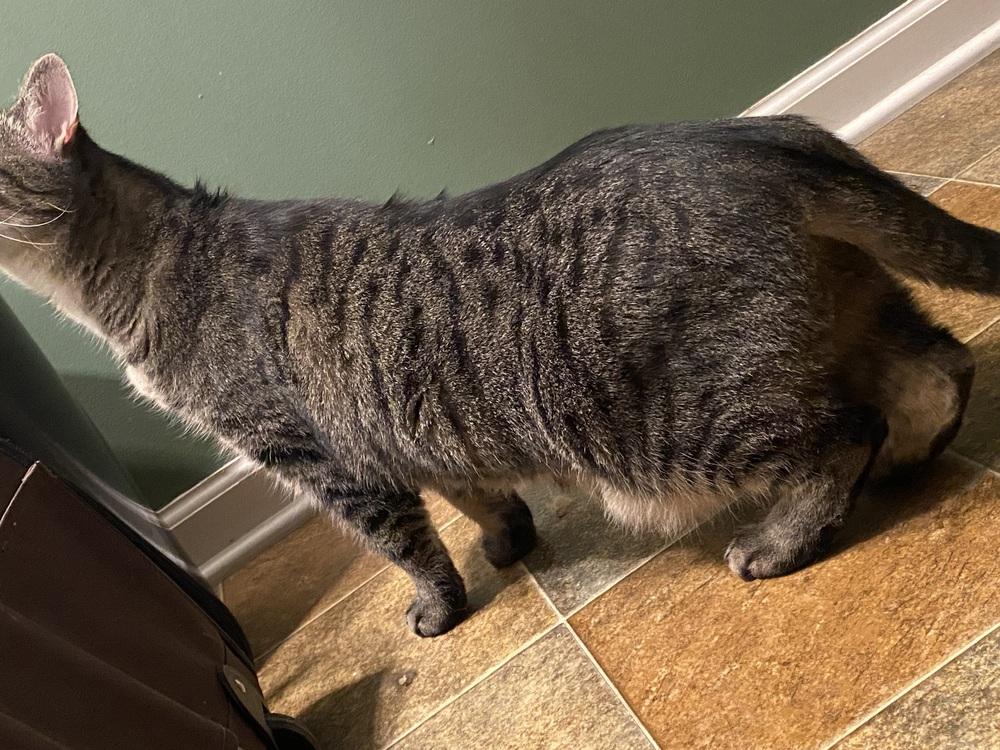 Enlarge Prue, a Adoptable Domestic Short Hair in Clarksville, TN image 1/6