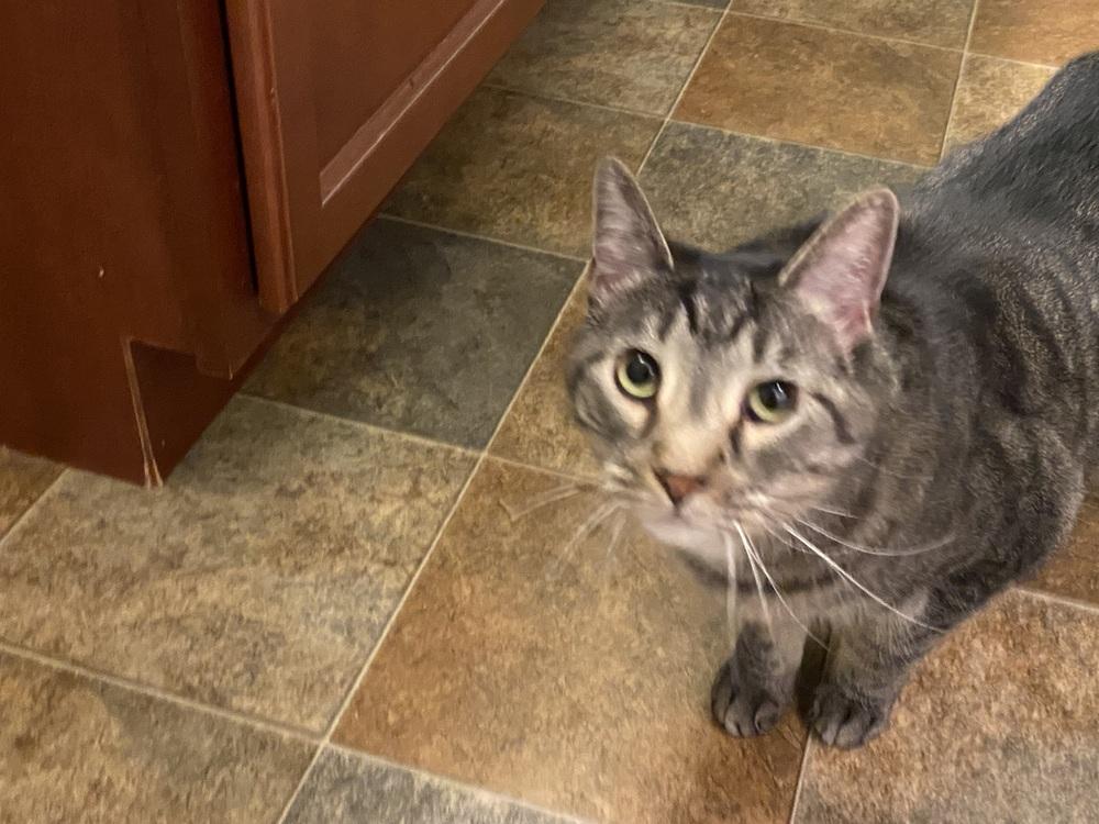 Enlarge Prue, a Adoptable Domestic Short Hair in Clarksville, TN image 2/6