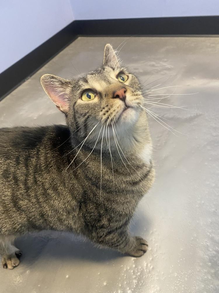 Enlarge Prue, a Adoptable Domestic Short Hair in Clarksville, TN image 3/6