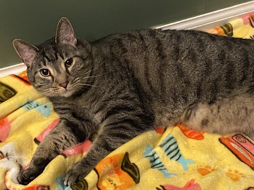 Enlarge Prue, a Adoptable Domestic Short Hair in Clarksville, TN image 4/6