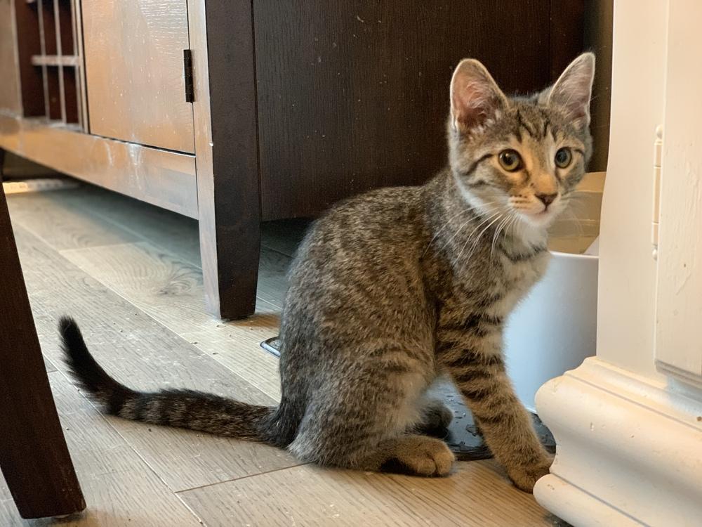 Enlarge Prue, a Adoptable Domestic Short Hair in Clarksville, TN image 5/6