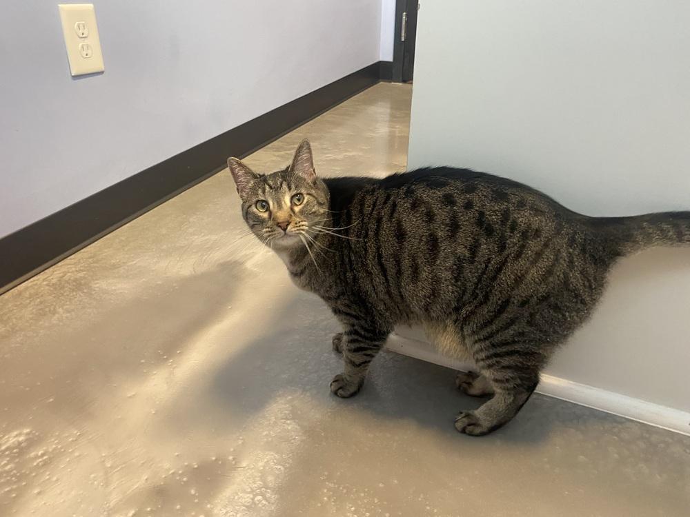 Enlarge Prue, a Adoptable Domestic Short Hair in Clarksville, TN image 6/6
