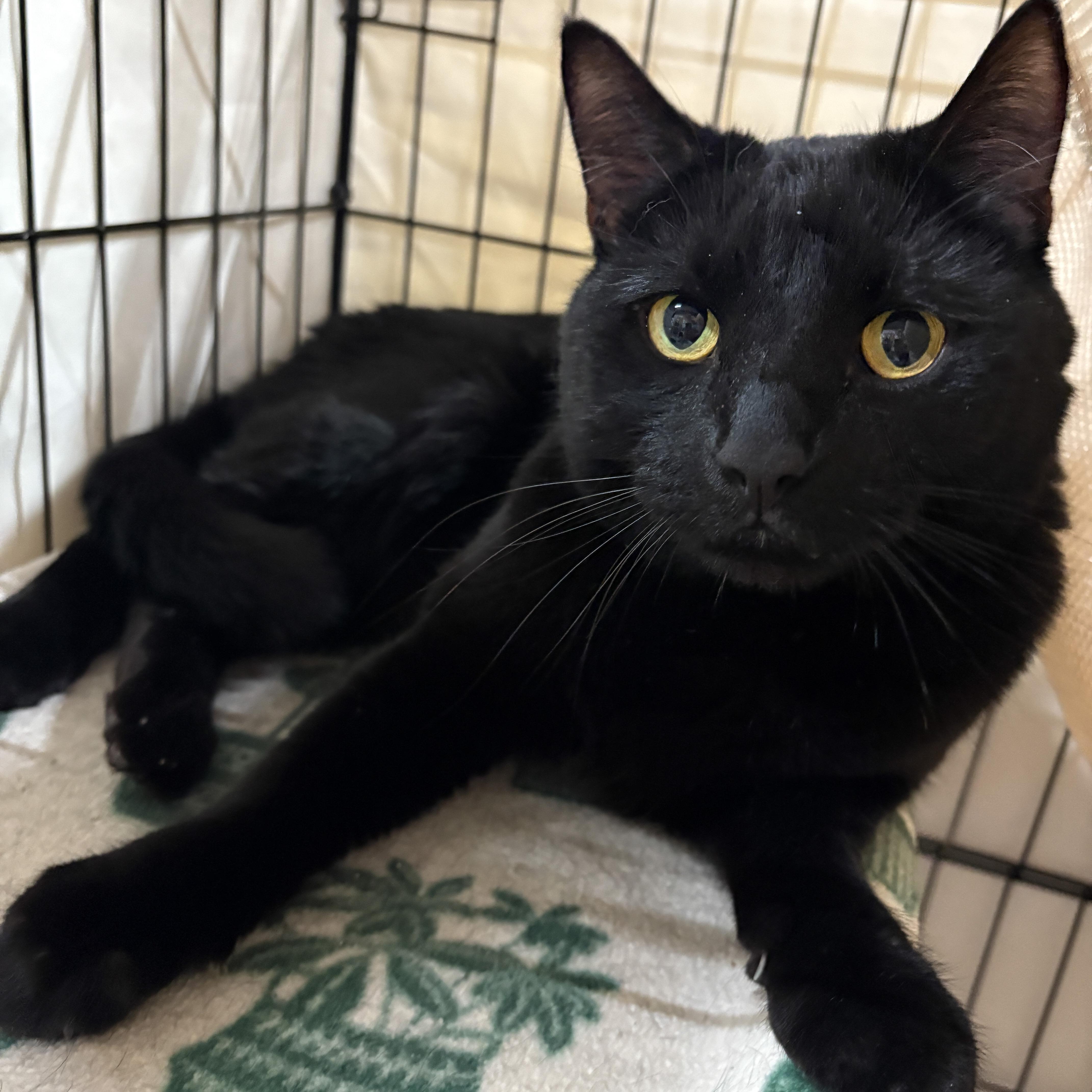 Enlarge Tutu, a Adoptable Domestic Short Hair in Centerville, GA image 1/1