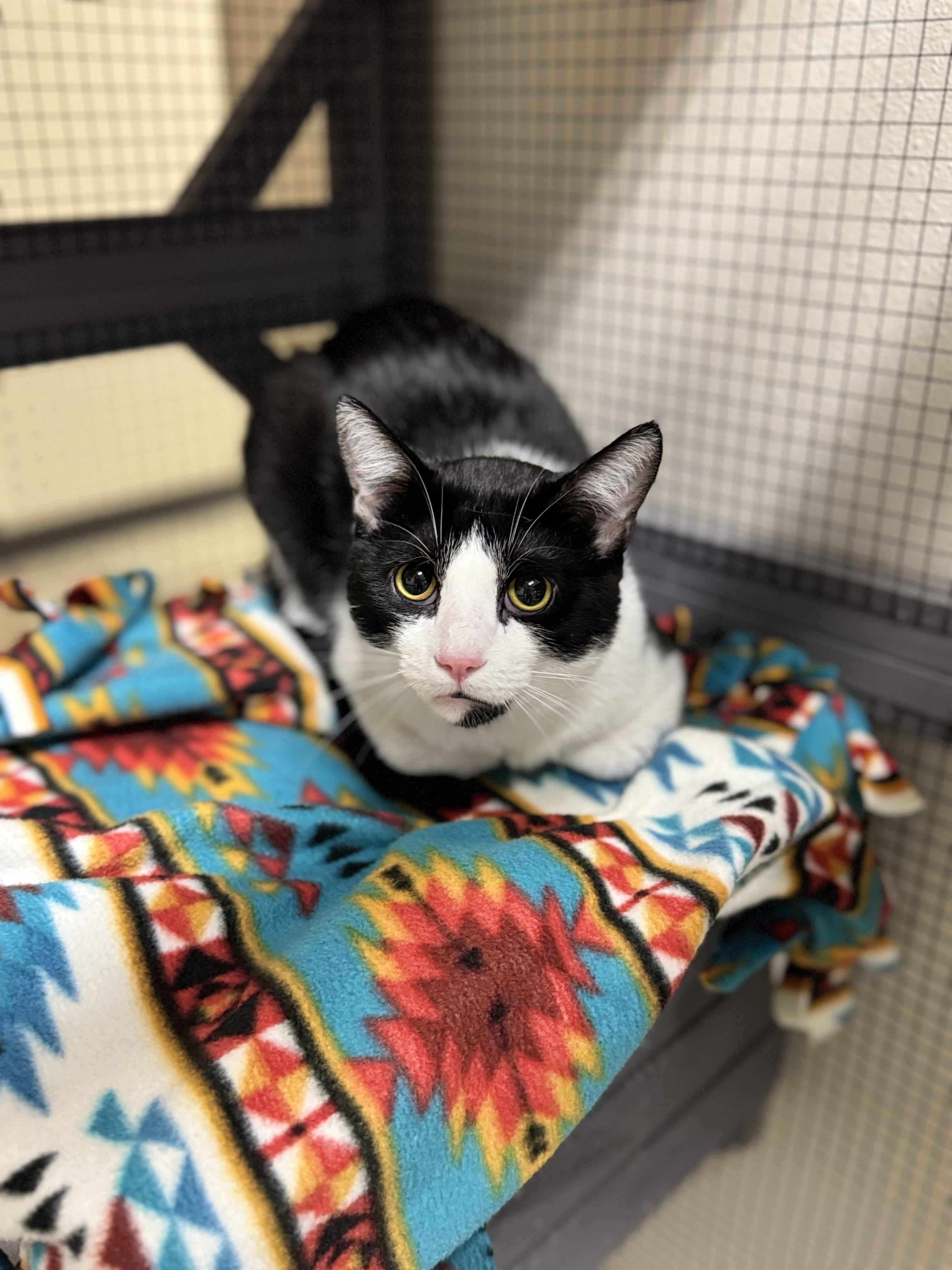 Dennis, ADOPTABLE, Adult Male Domestic Short Hair.