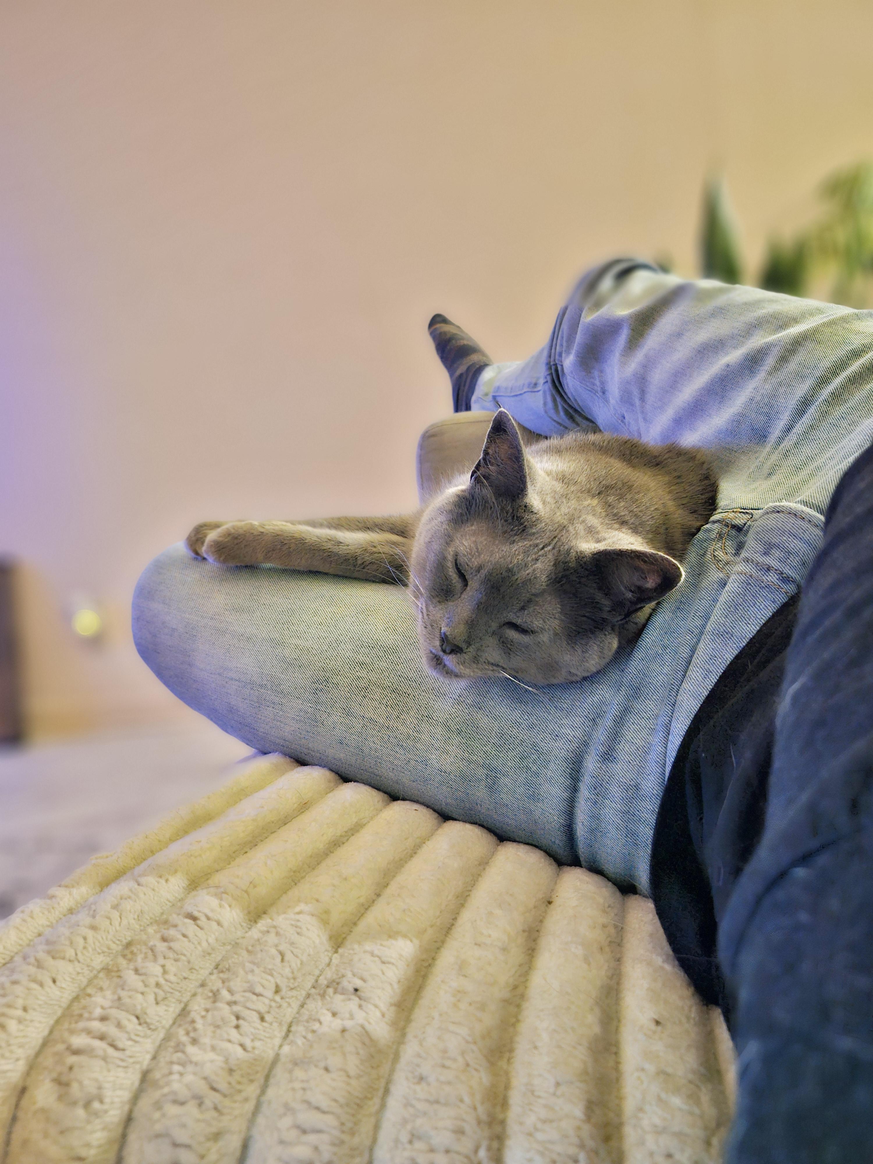 Enlarge Gizmo (bonded with Mollee), a ADOPTABLE mixed breed in Nashville, TN image 4/6