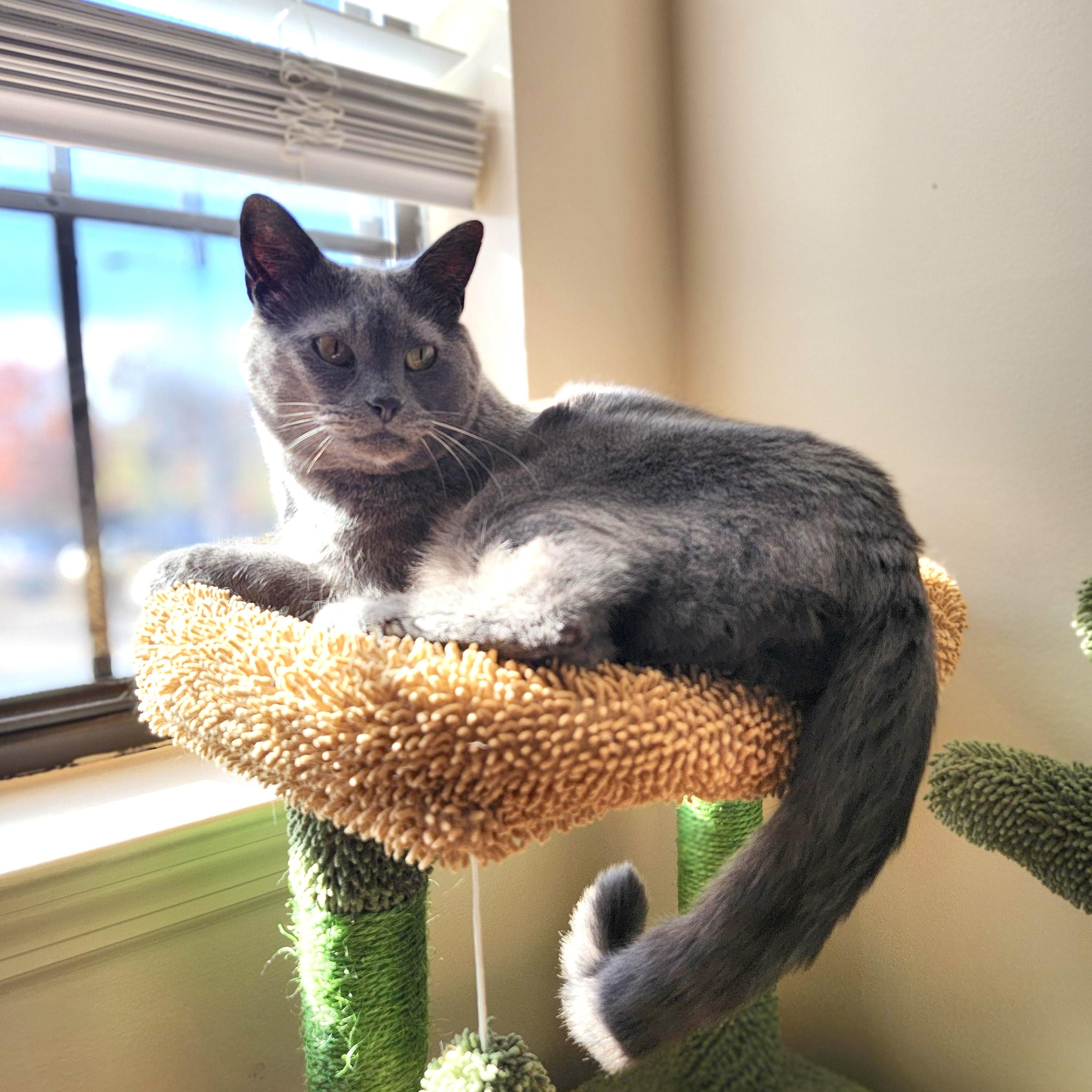 Enlarge Gizmo (bonded with Mollee), a ADOPTABLE mixed breed in Nashville, TN image 5/6