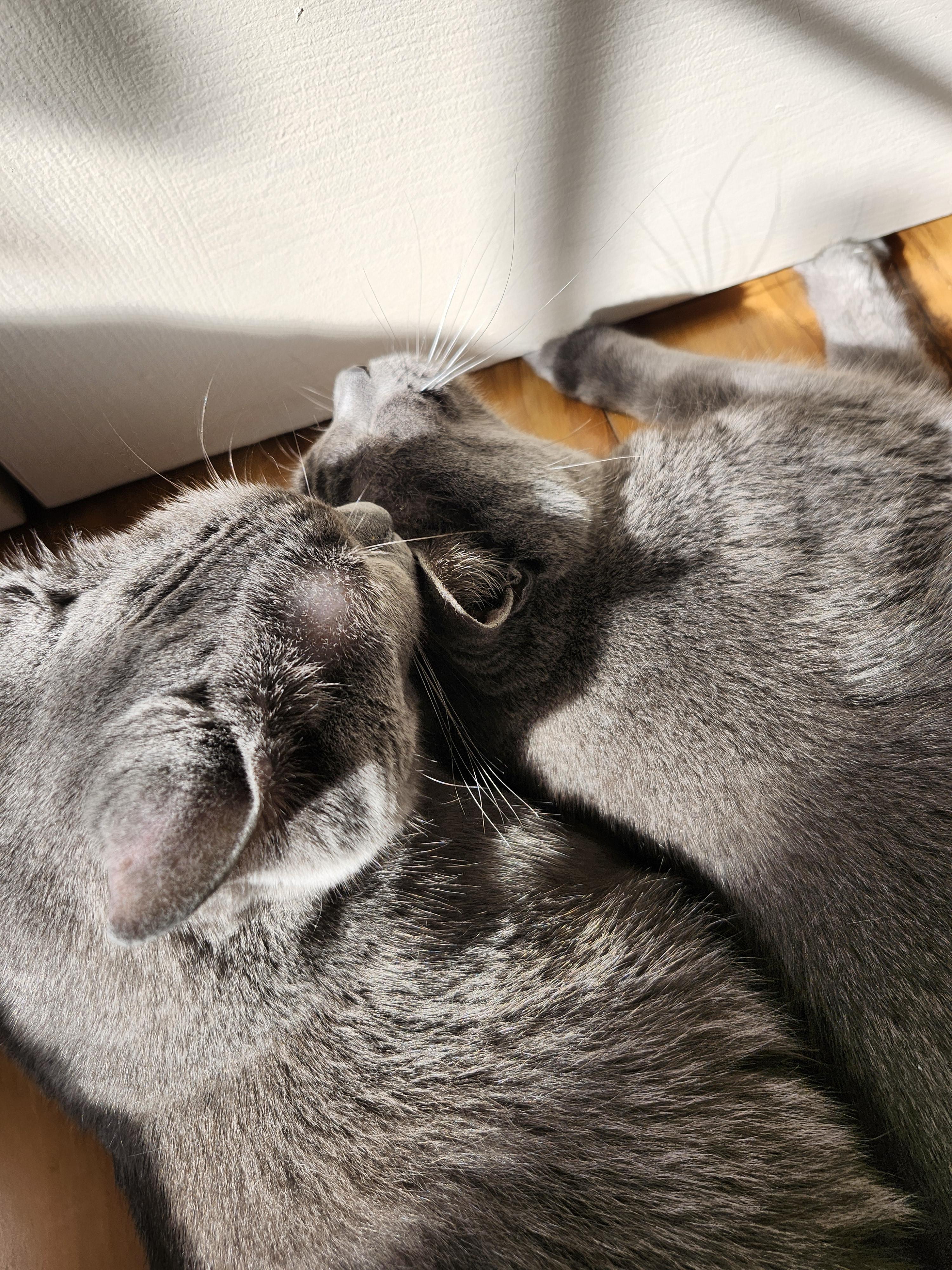 Enlarge Gizmo (bonded with Mollee), a ADOPTABLE mixed breed in Nashville, TN image 3/6