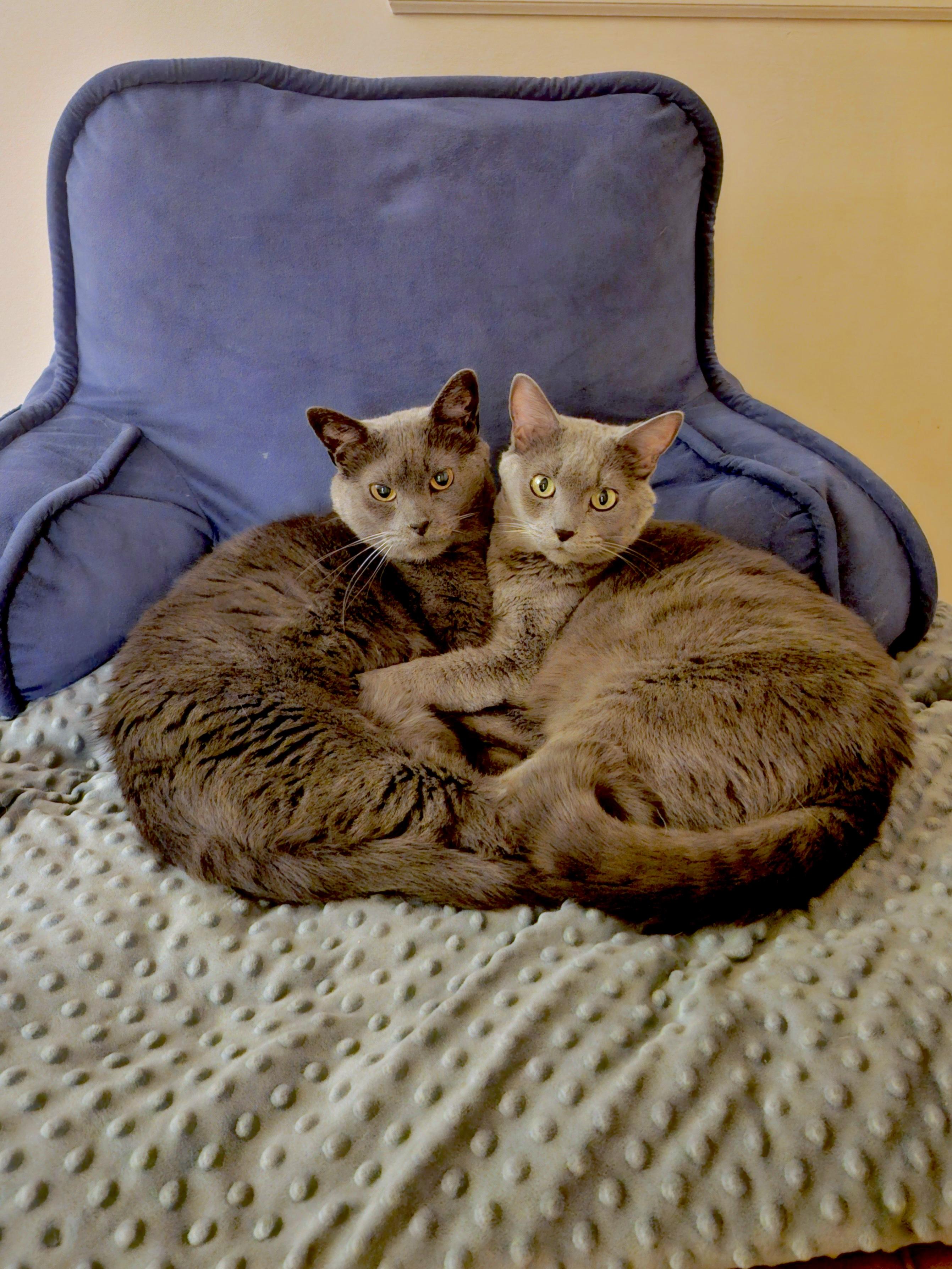 Enlarge Gizmo (bonded with Mollee), a ADOPTABLE mixed breed in Nashville, TN image 6/6