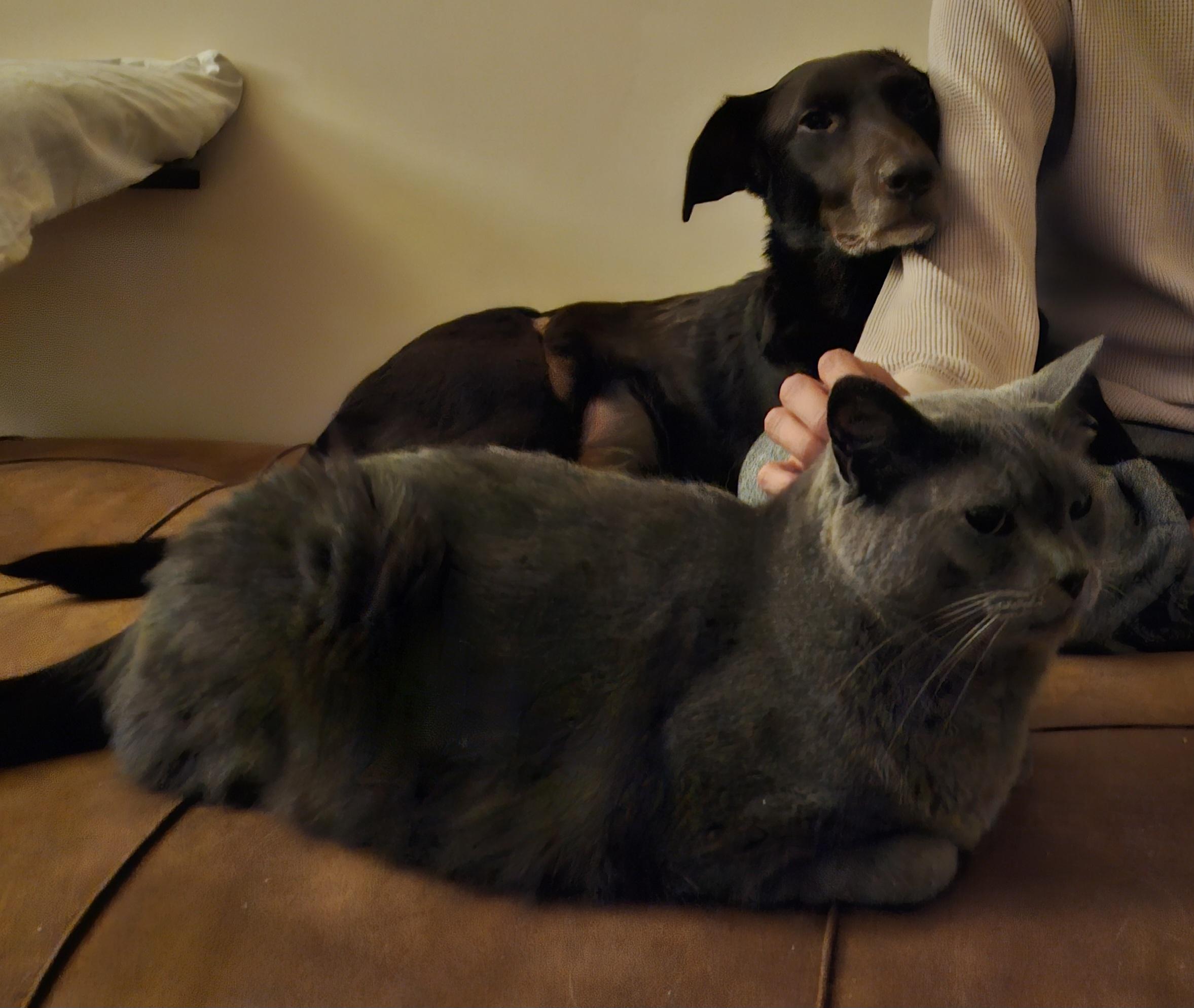 Gizmo (bonded with Mollee), a ADOPTABLE mixed breed in Franklin, TN image 2/6