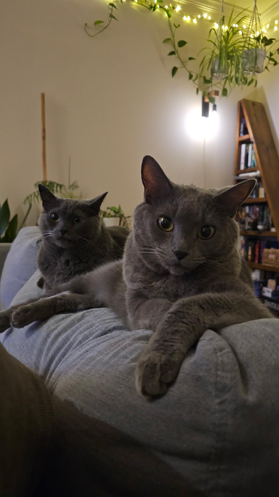 Gizmo (bonded with Mollee), a ADOPTABLE mixed breed in Franklin, TN image 4/6