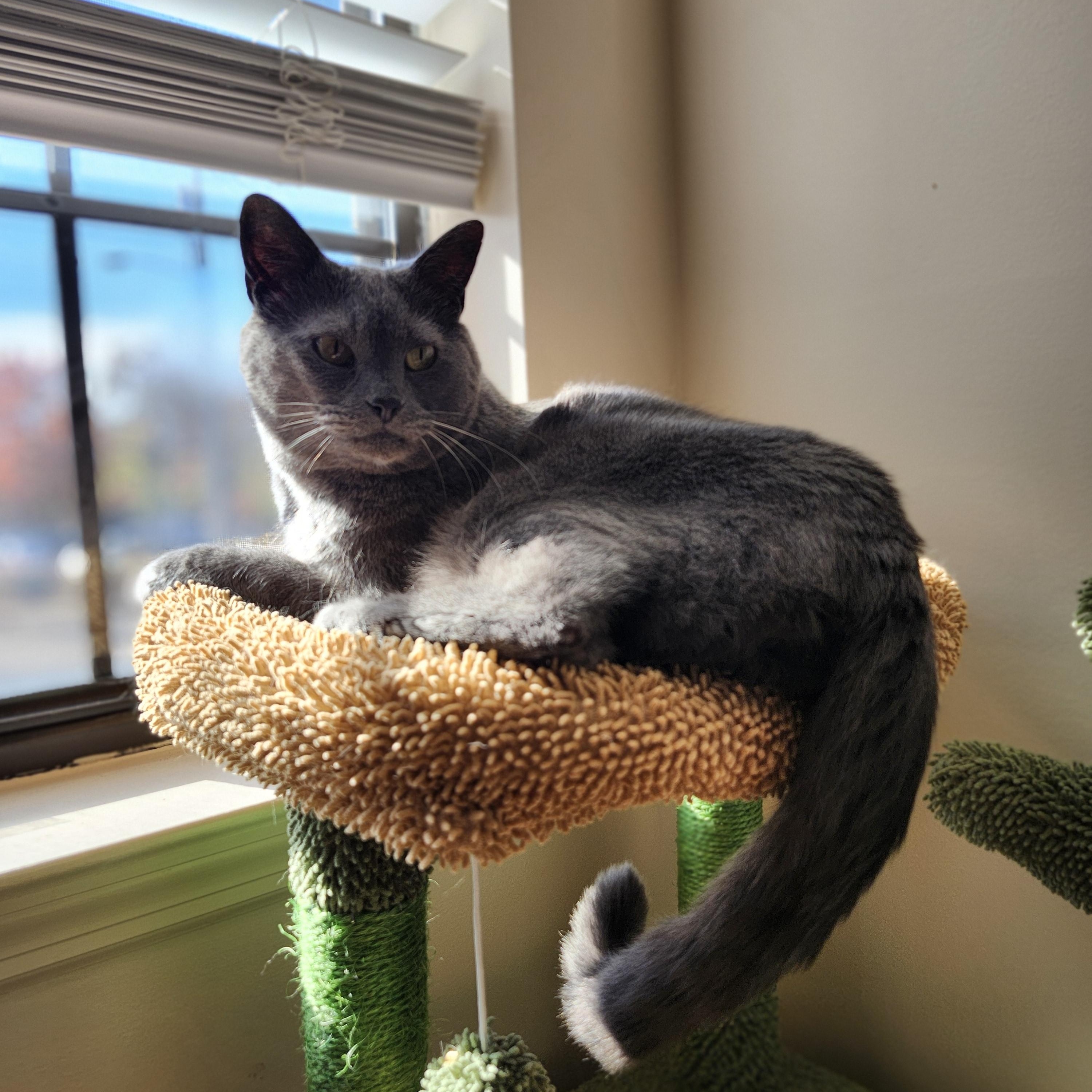 Gizmo (bonded with Mollee), a ADOPTABLE mixed breed in Franklin, TN image 5/6