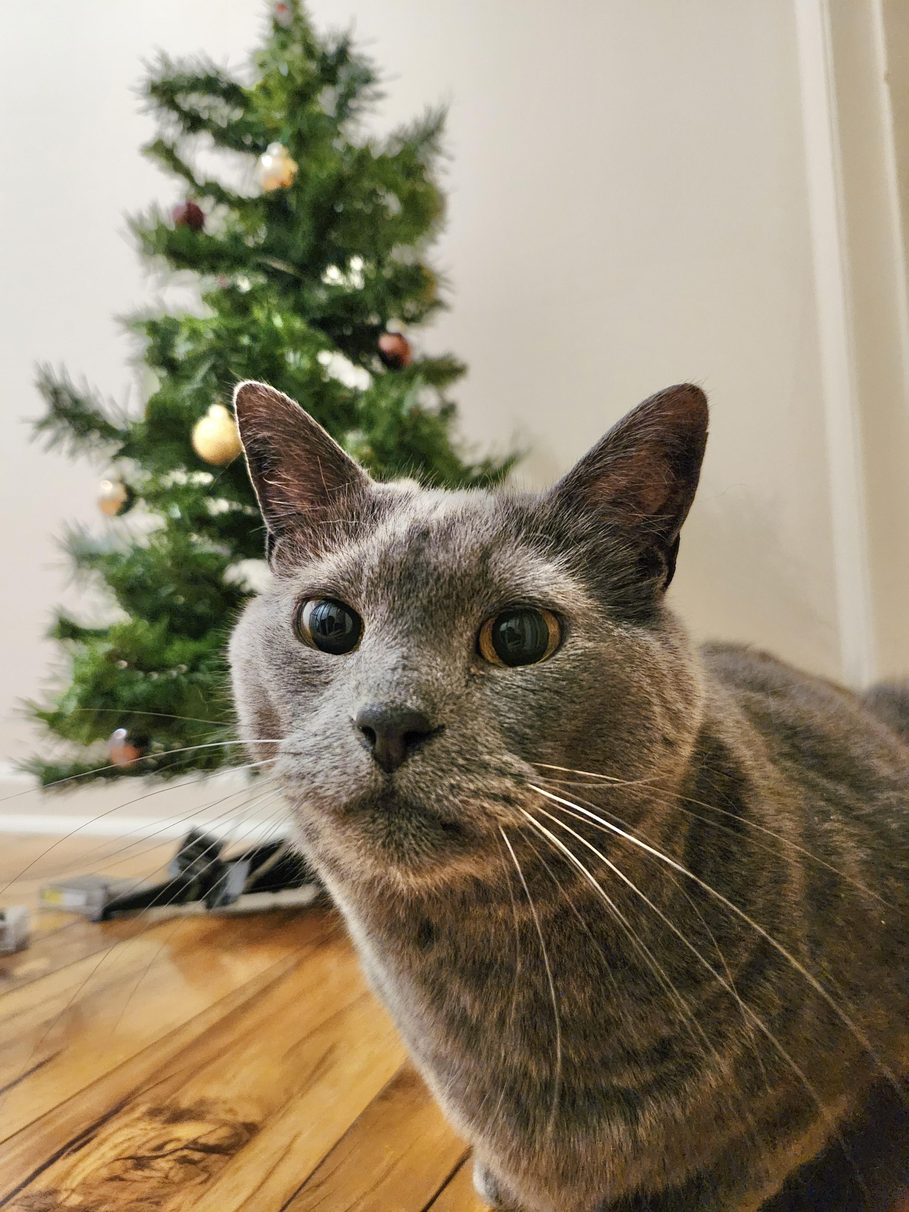 Gizmo (bonded with Mollee), ADOPTABLE, Adult Male Domestic Short Hair.