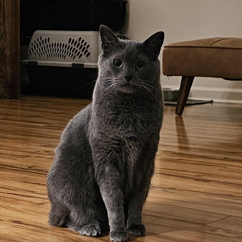 Gizmo (bonded with Mollee), ADOPTABLE, Adult Male Domestic Short Hair.