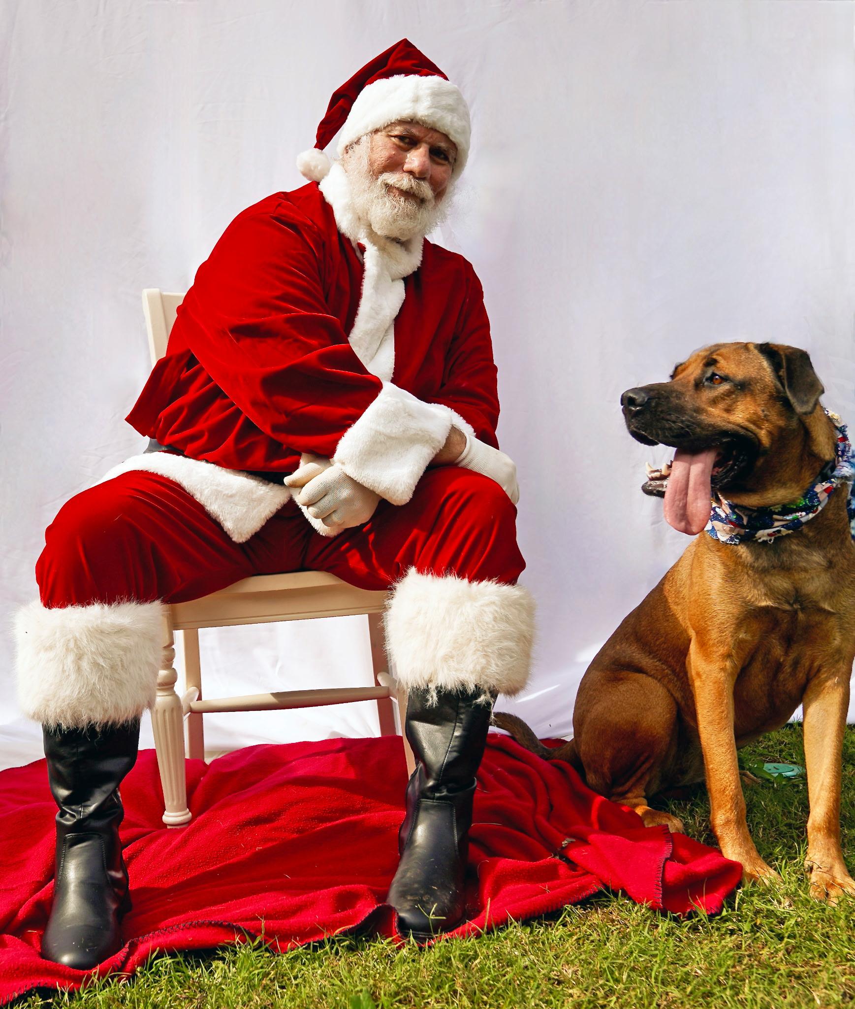 Enlarge Miranda, a ADOPTABLE mixed breed in Newfoundland, NJ image 3/3