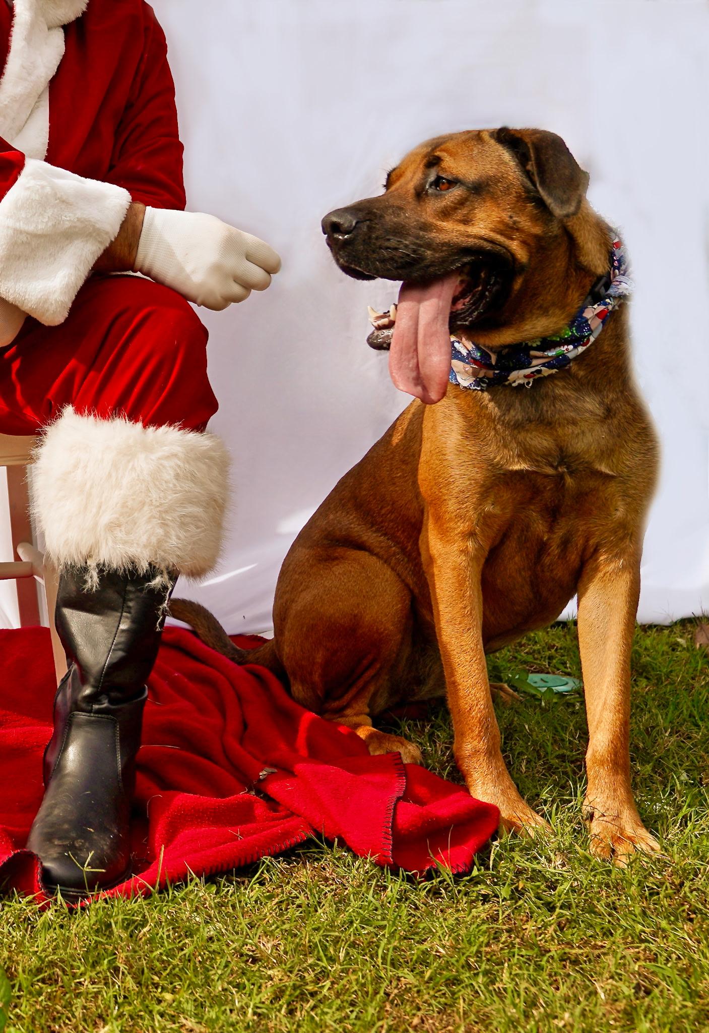 Miranda, ADOPTABLE, Adult Female Black Mouth Cur & Rhodesian Ridgeback.