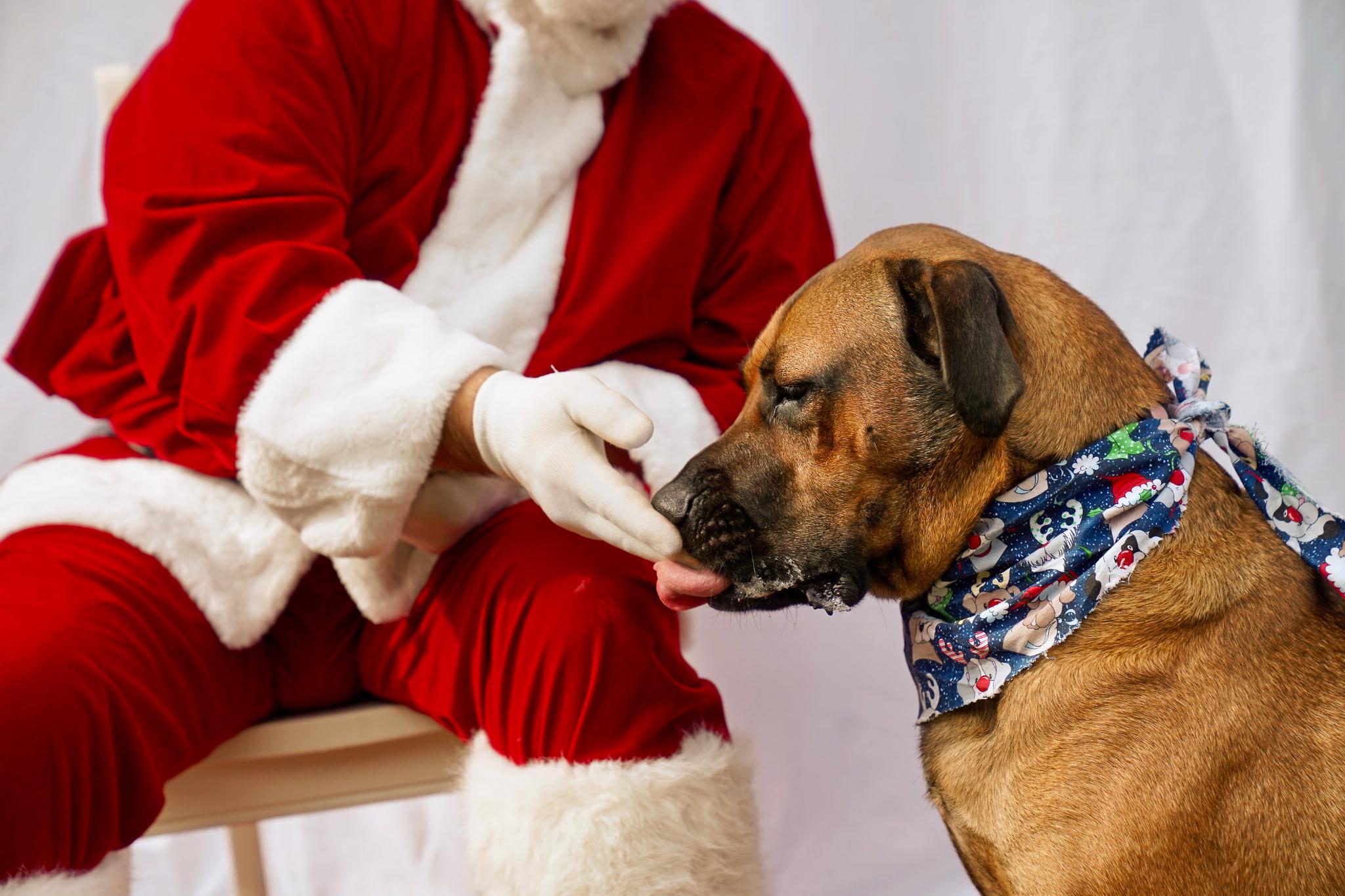 Enlarge Miranda, a ADOPTABLE mixed breed in Newfoundland, NJ image 2/3