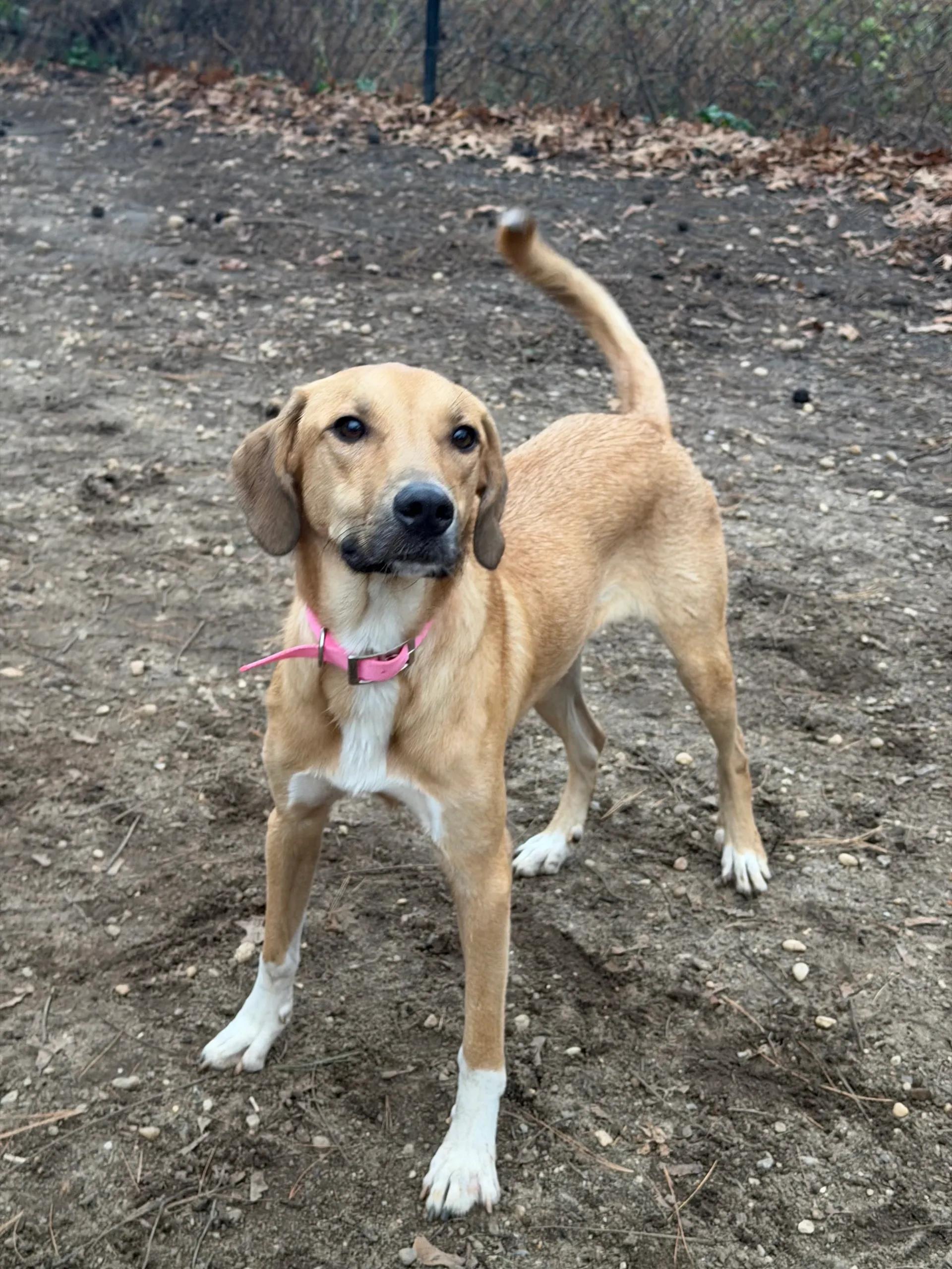 Mango, Adoptable, Puppy Female Labrador Retriever & Mixed Breed.