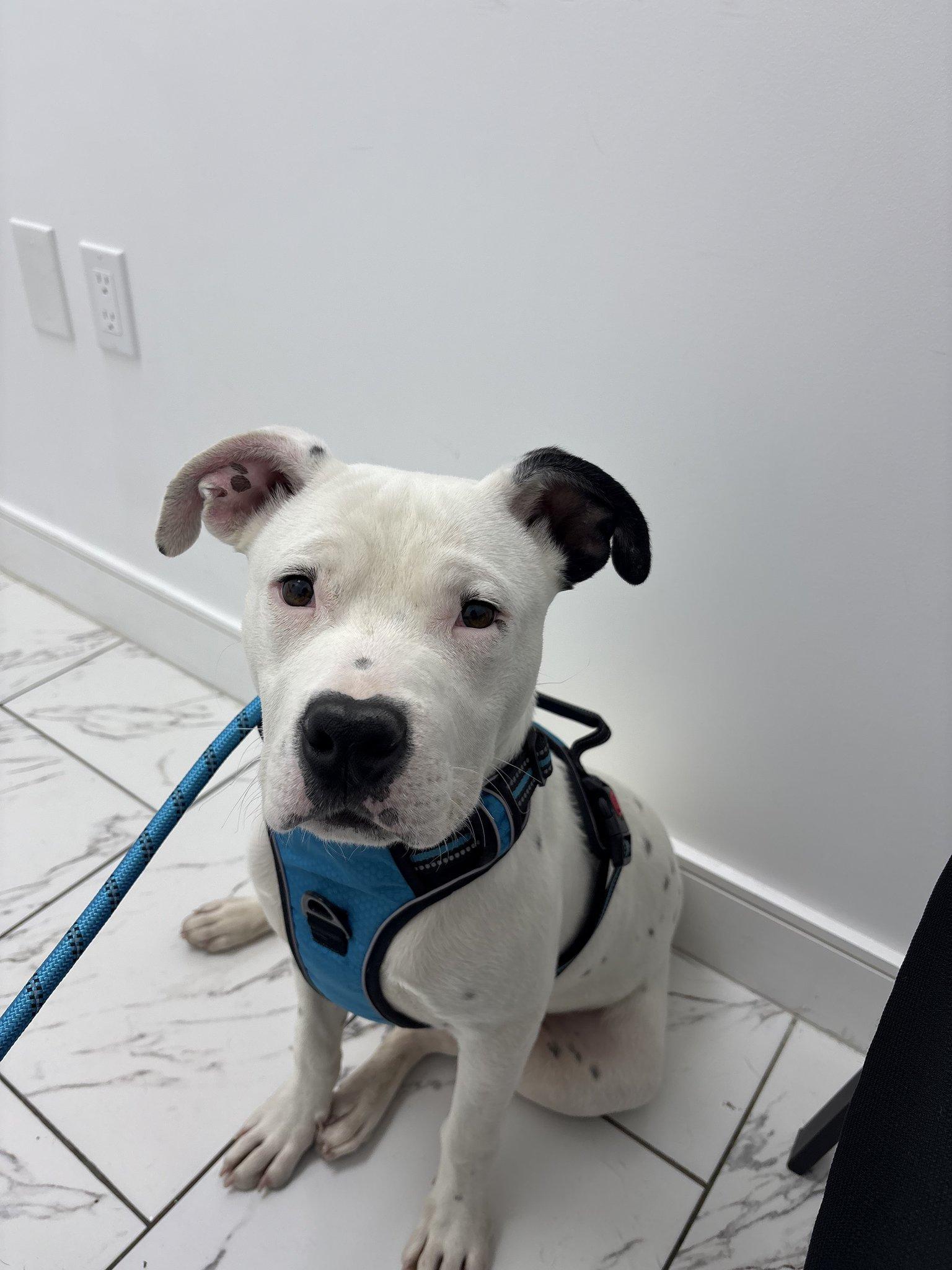 Domino, Adoptable, Young Male Pit Bull Terrier.